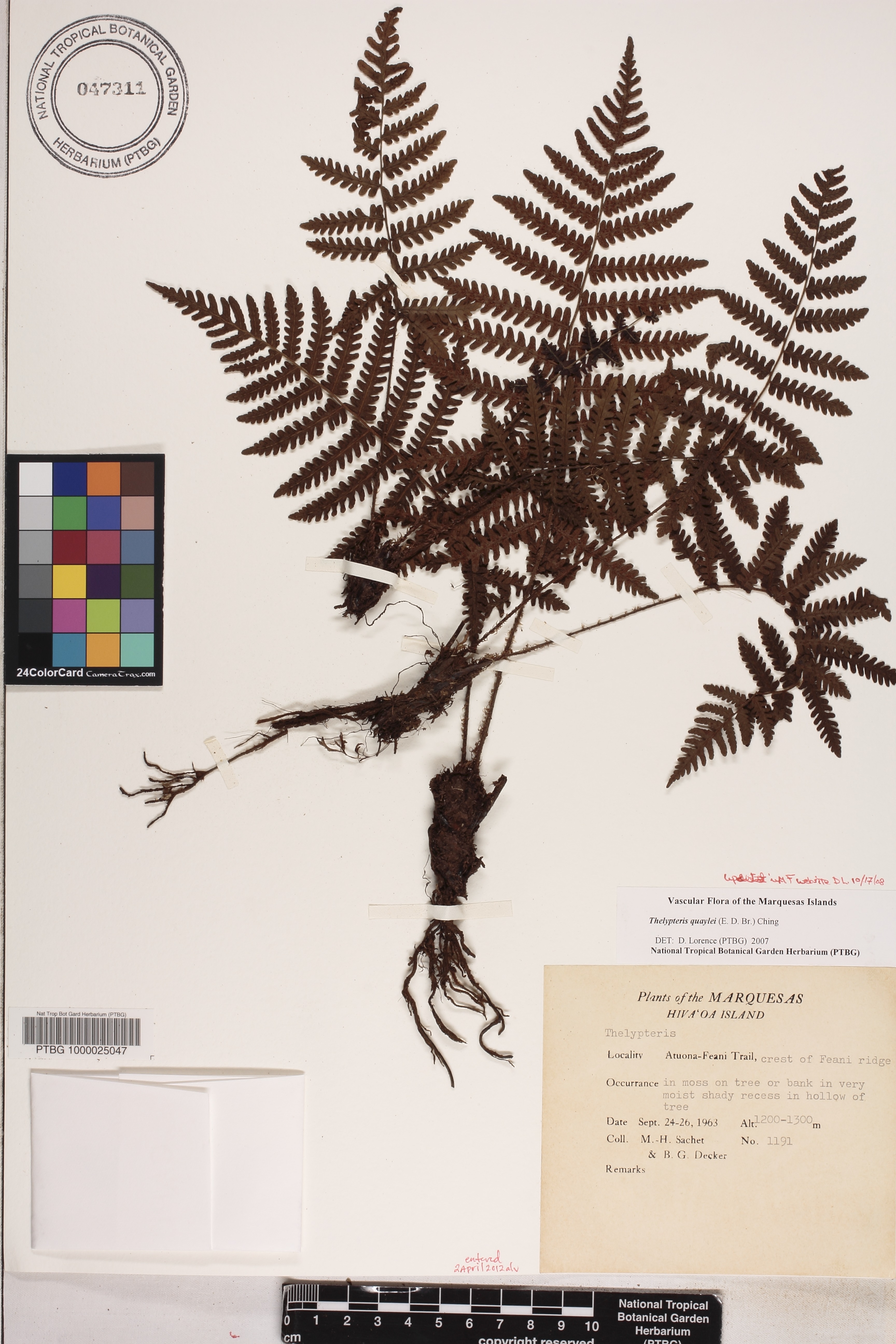 Coryphopteris image