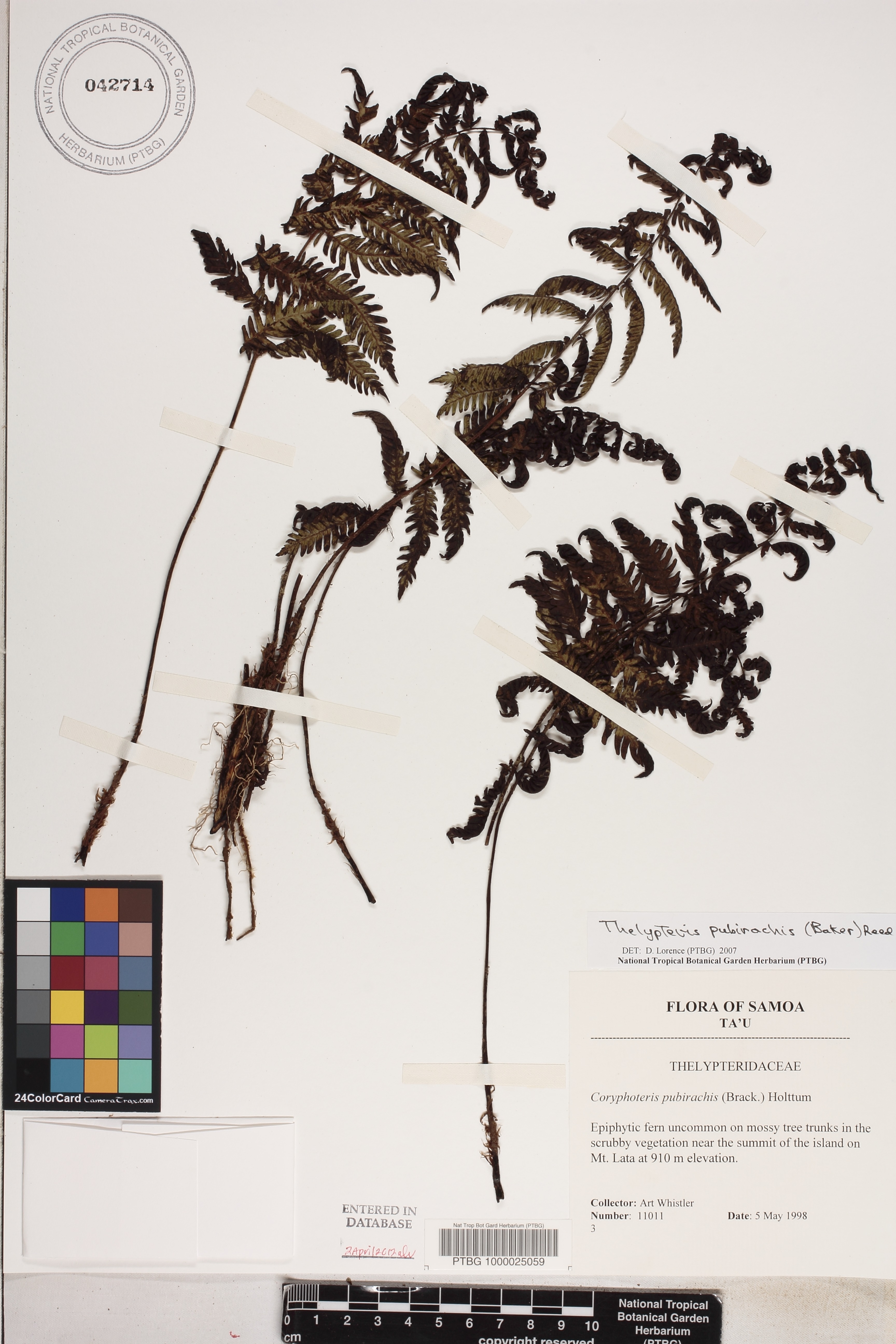 Coryphopteris pubirachis image