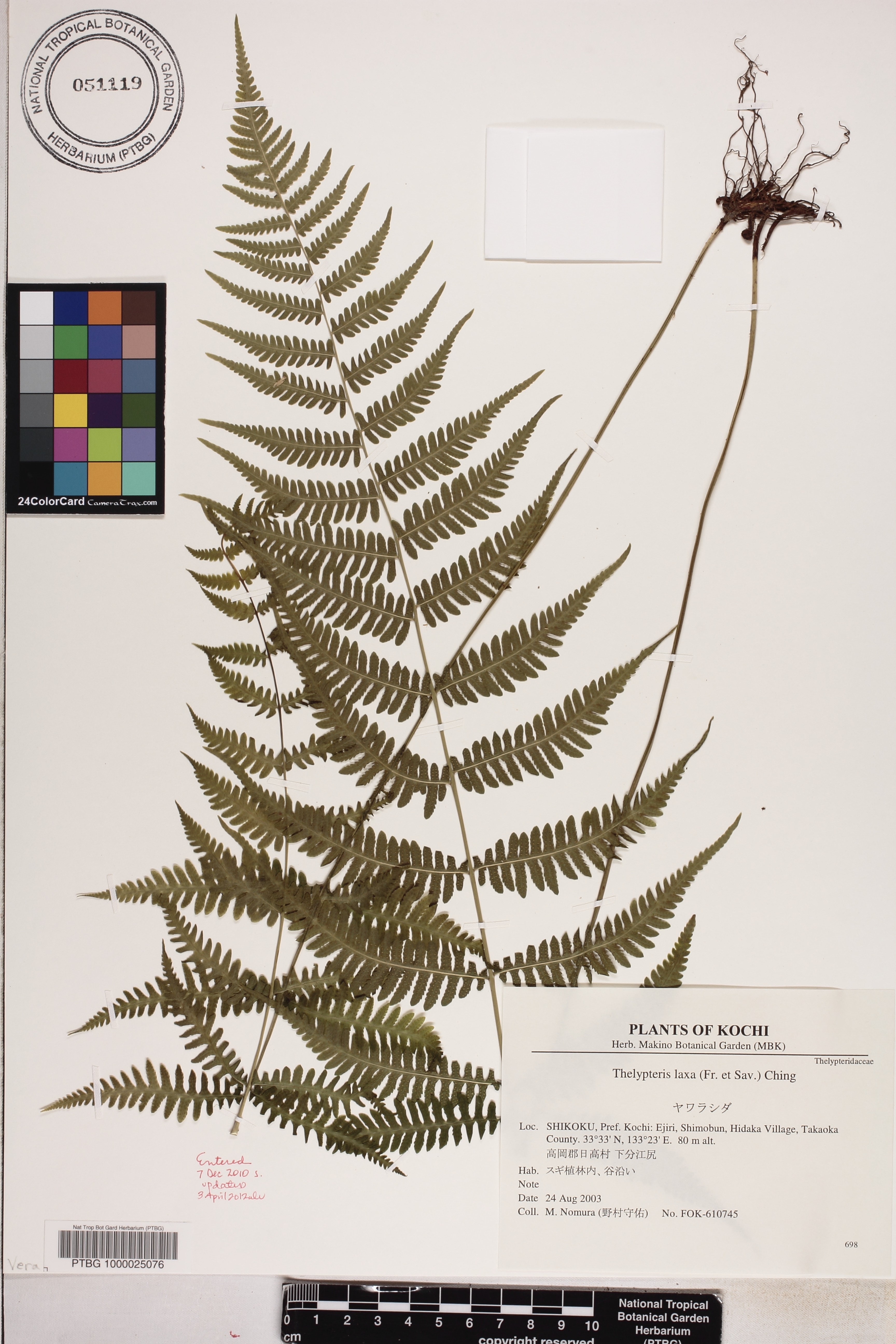 Metathelypteris laxa image