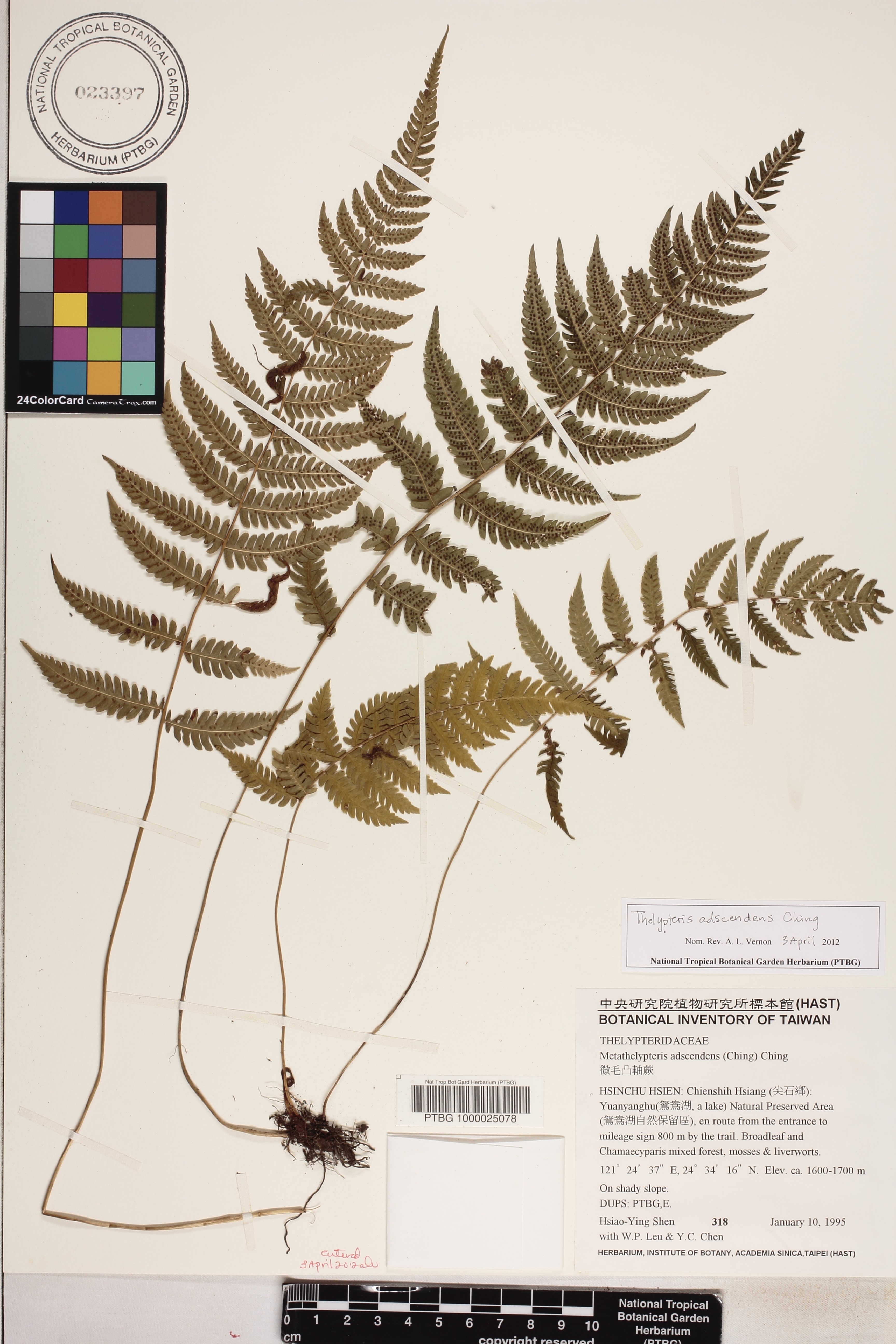 Metathelypteris adscendens image