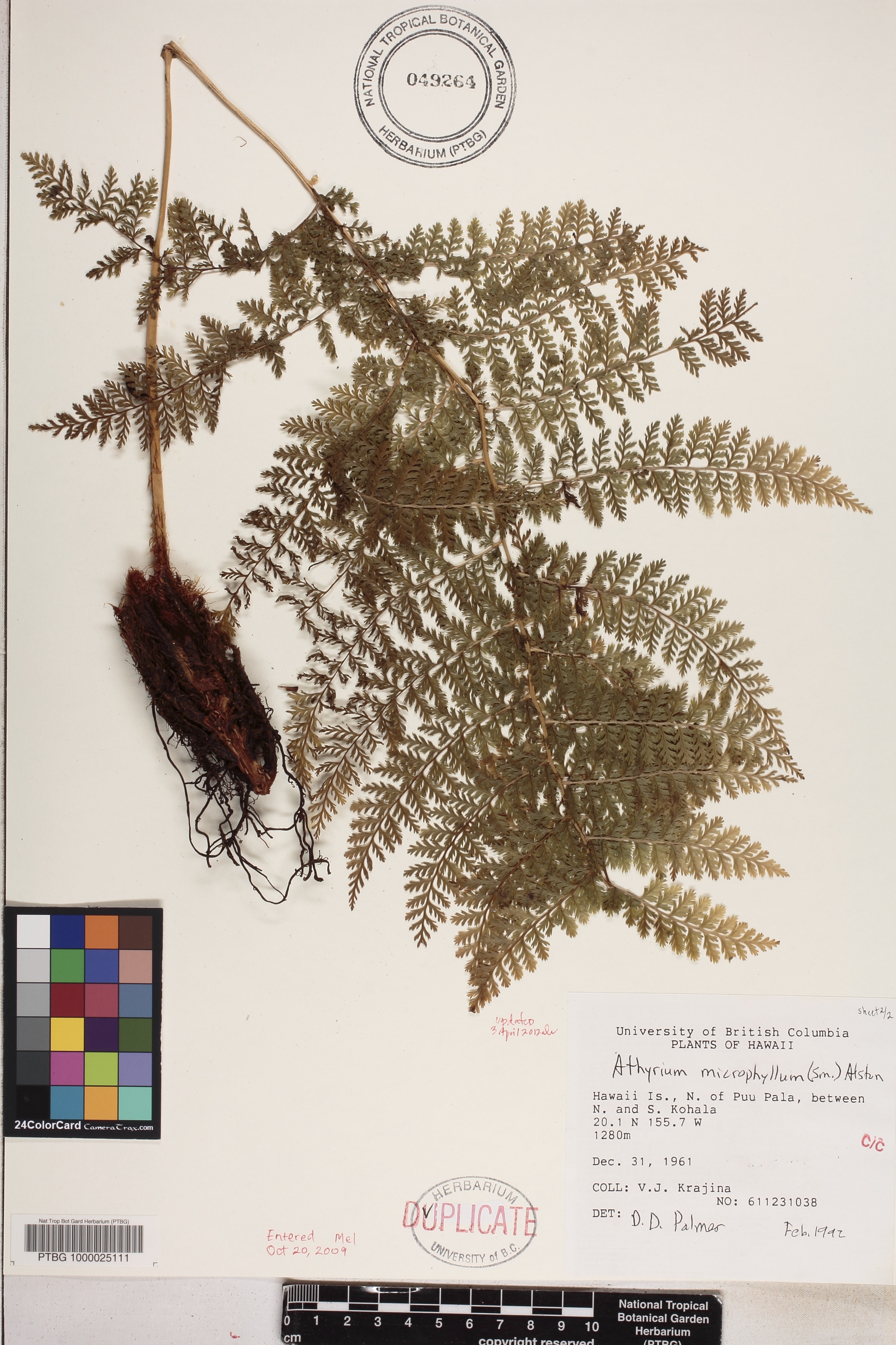 Athyrium image