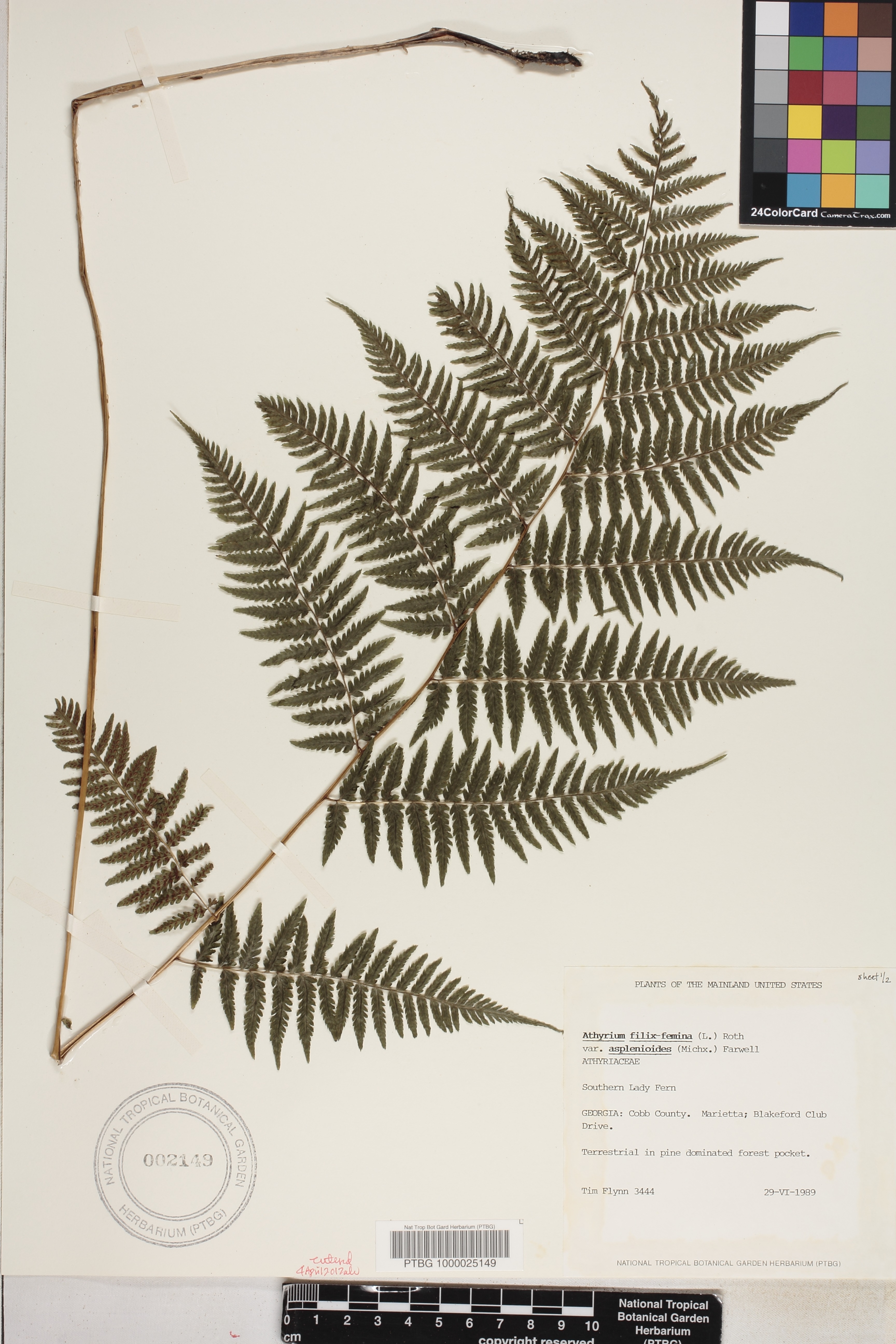 Athyrium filix-femina image
