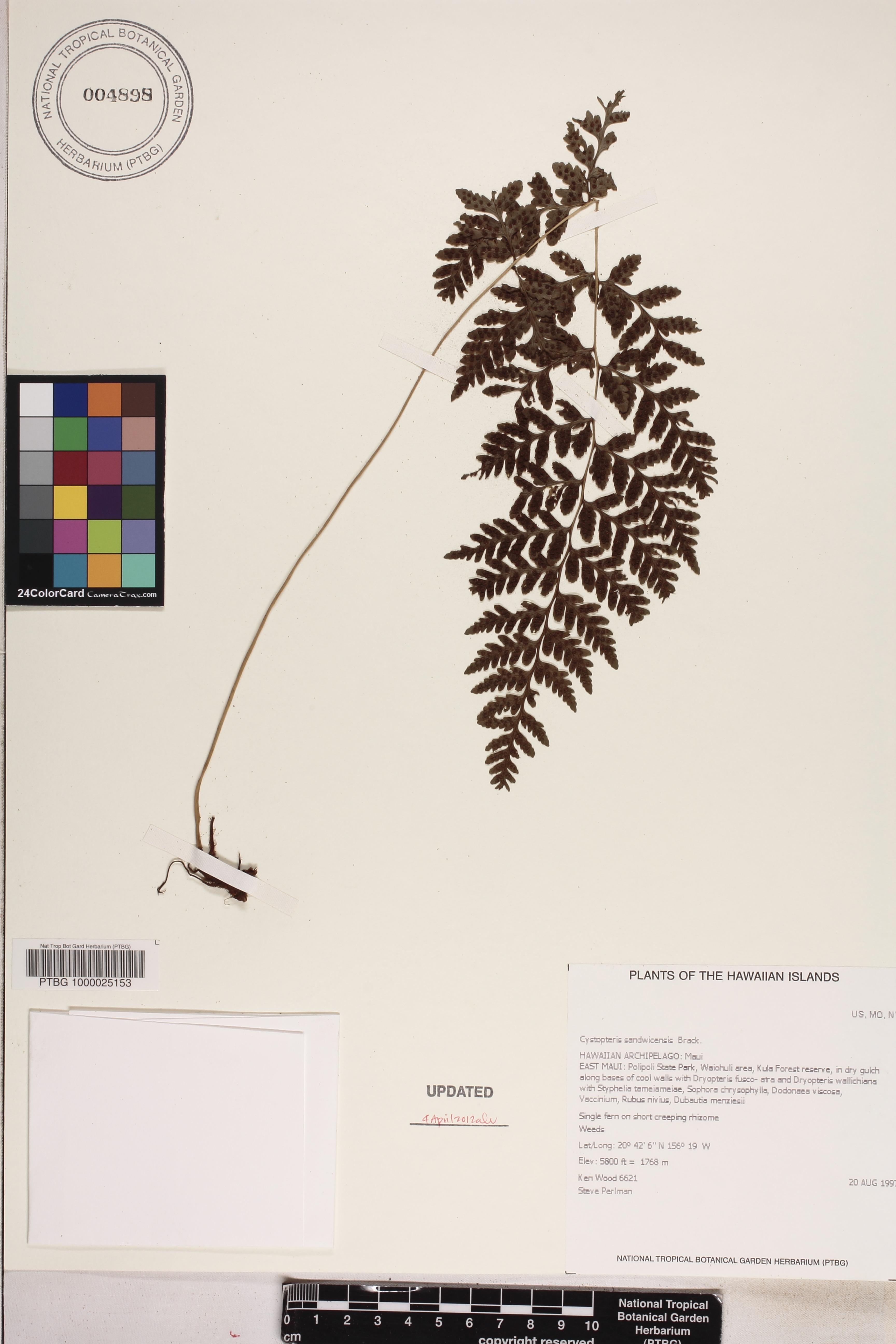 Cystopteris sandwicensis image
