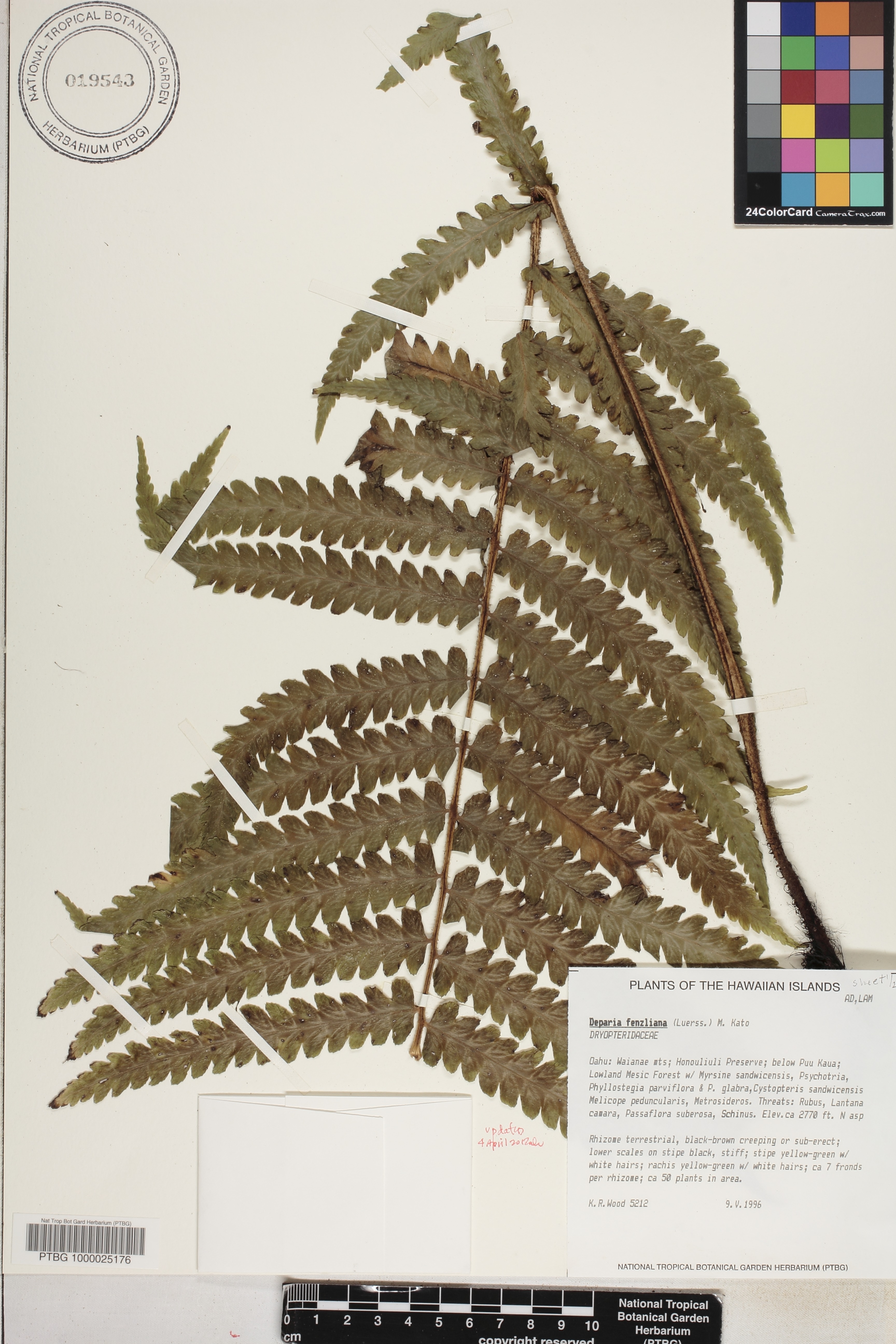 Deparia fenzliana image