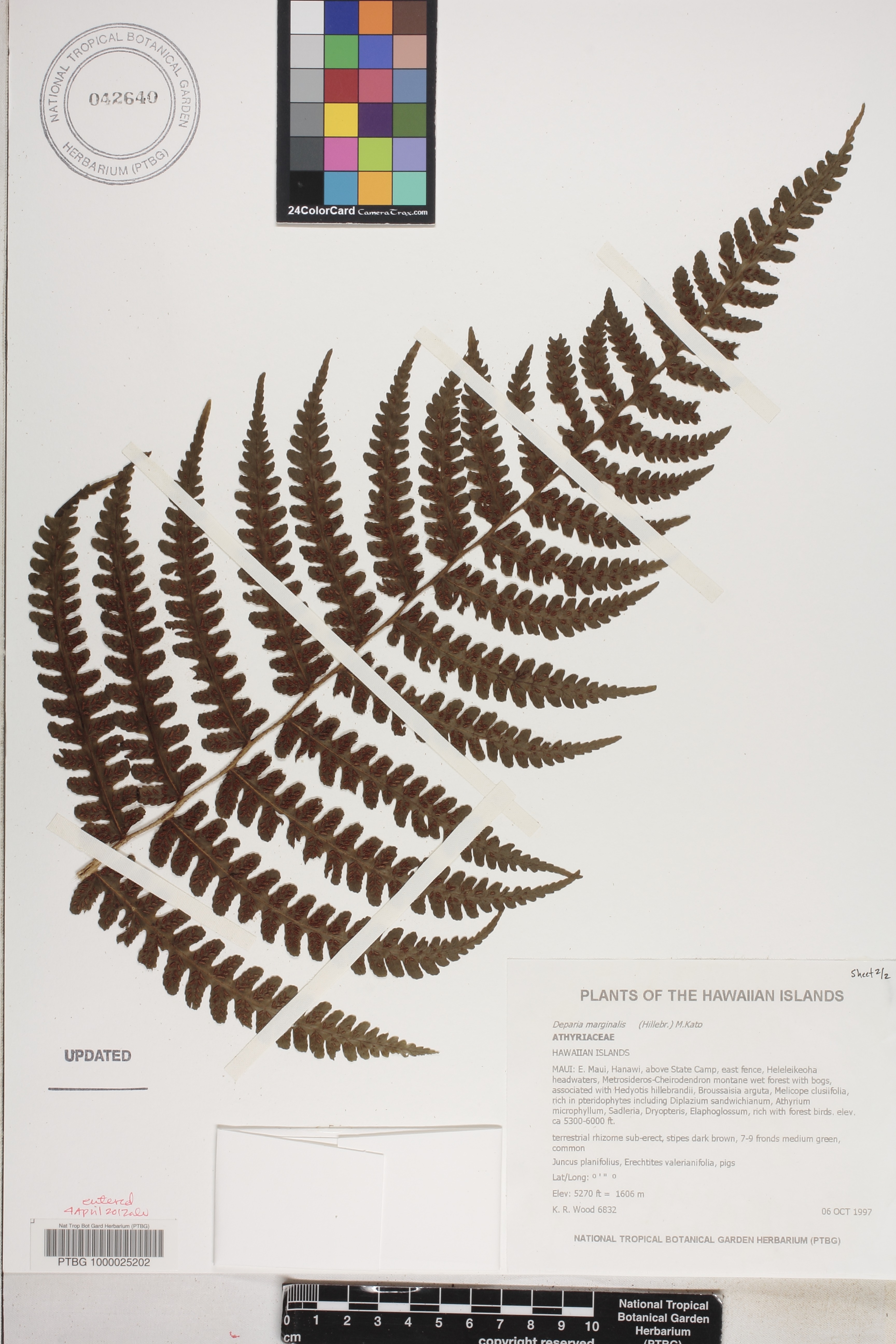 Deparia image