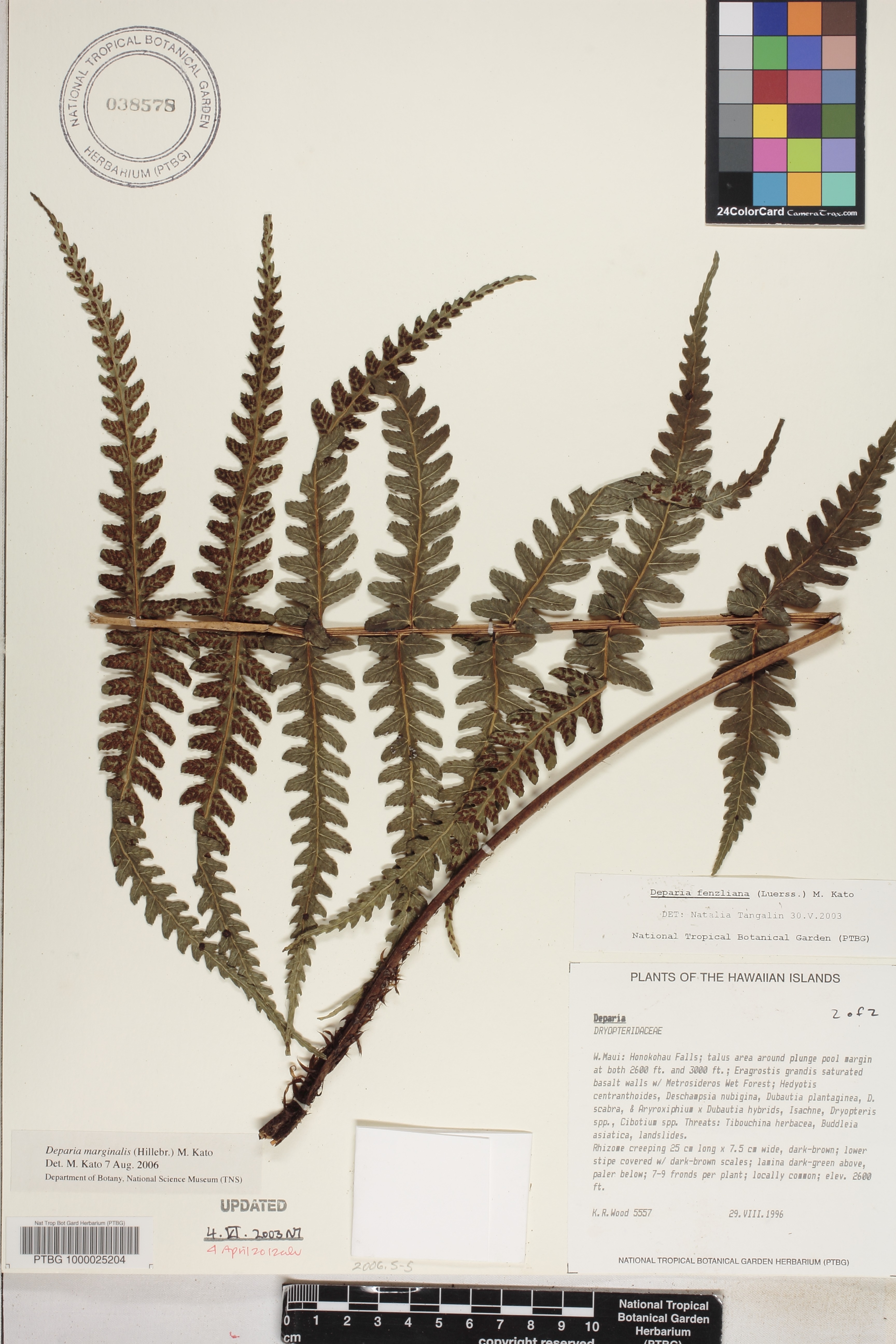 Deparia fenzliana image