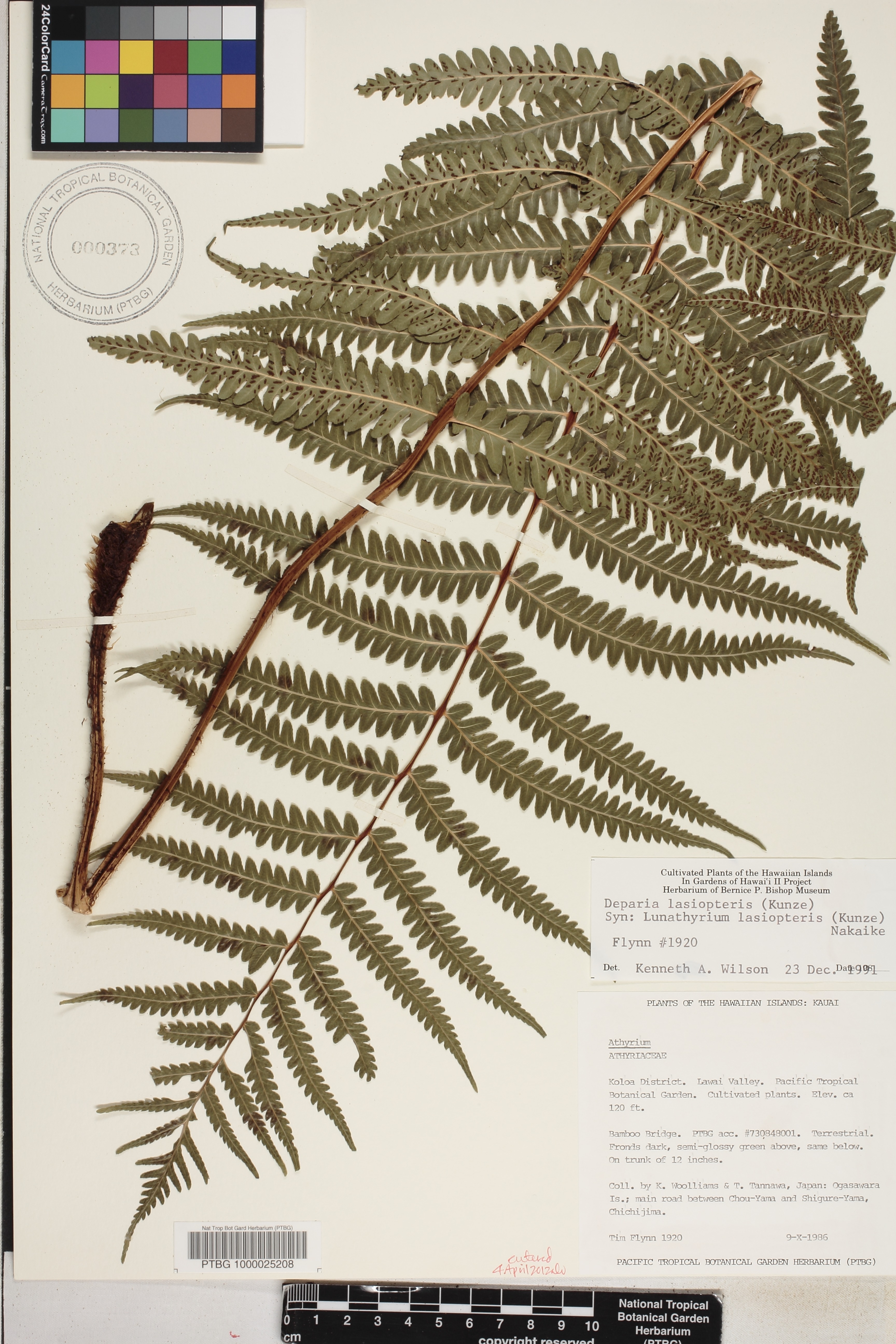 Deparia petersenii subsp. petersenii image