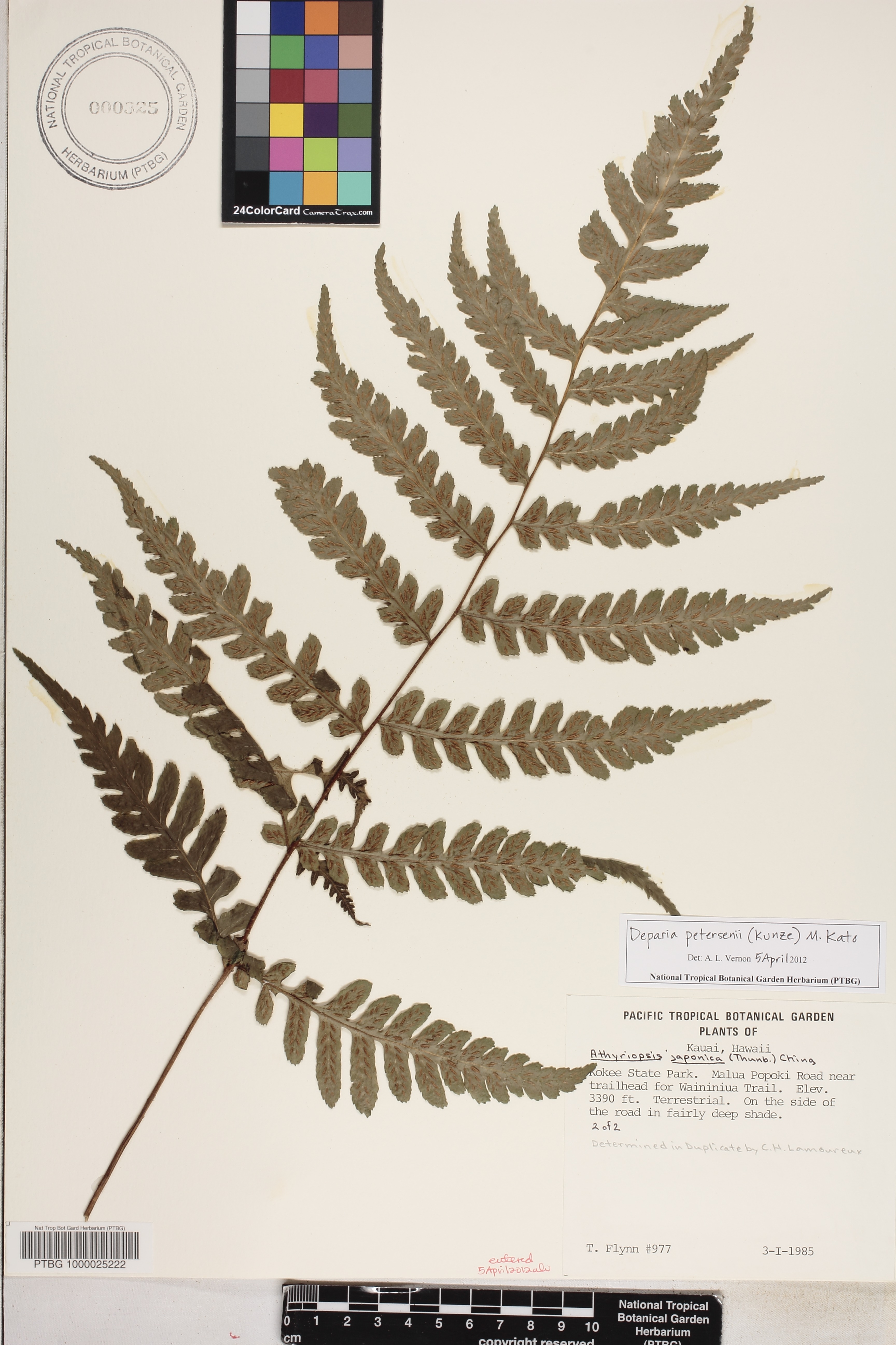 Deparia japonica image