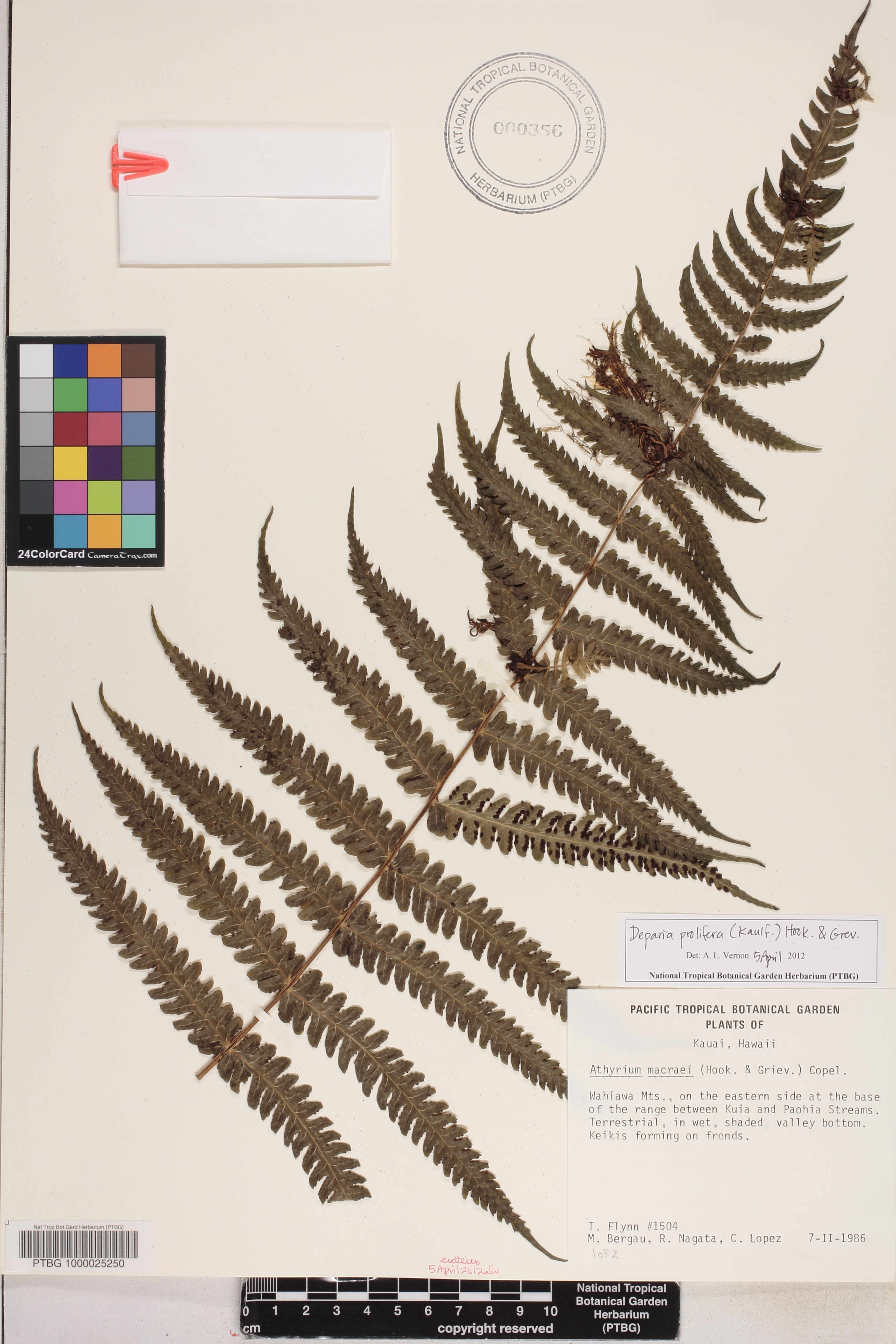 Deparia prolifera image