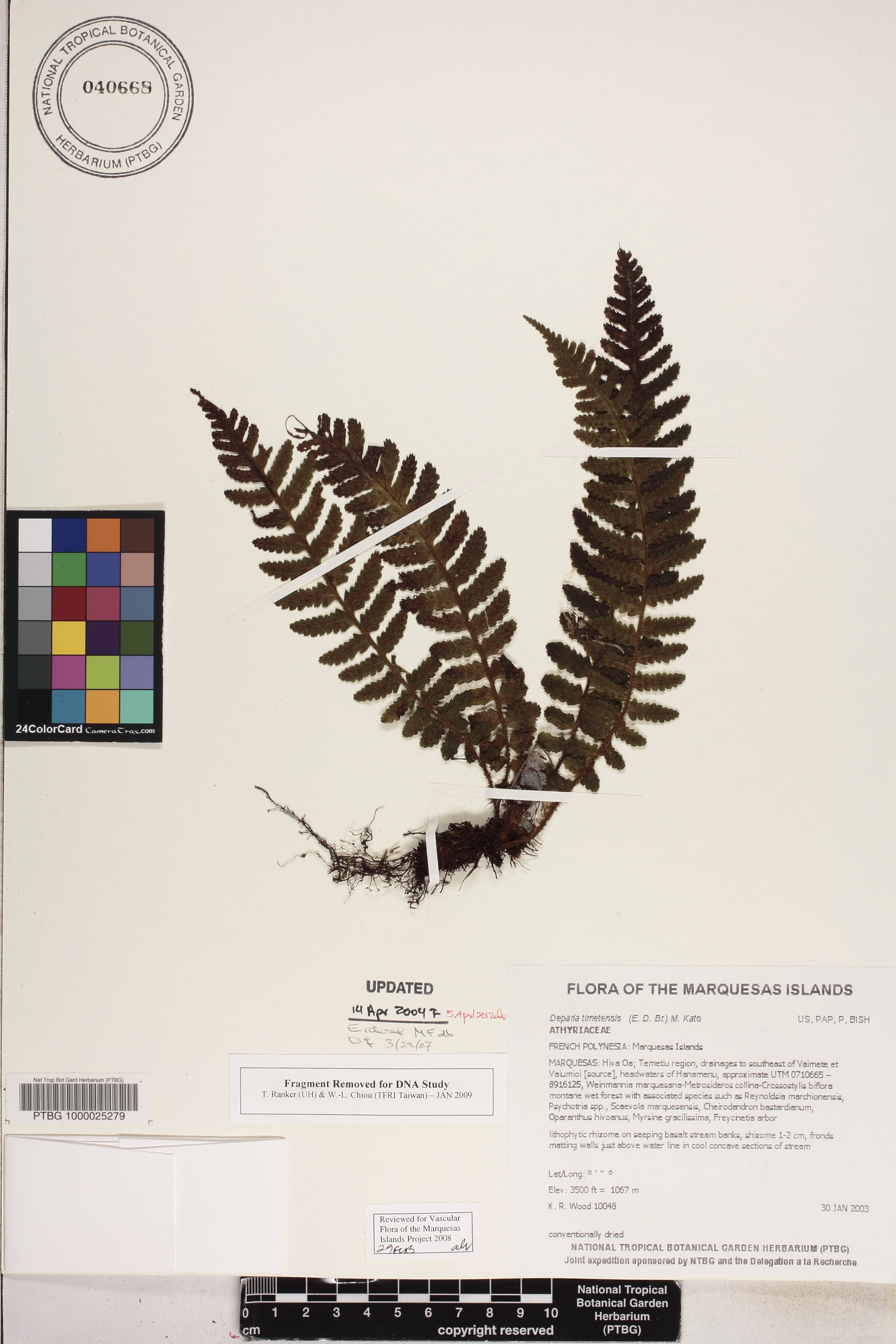 Deparia timetensis image