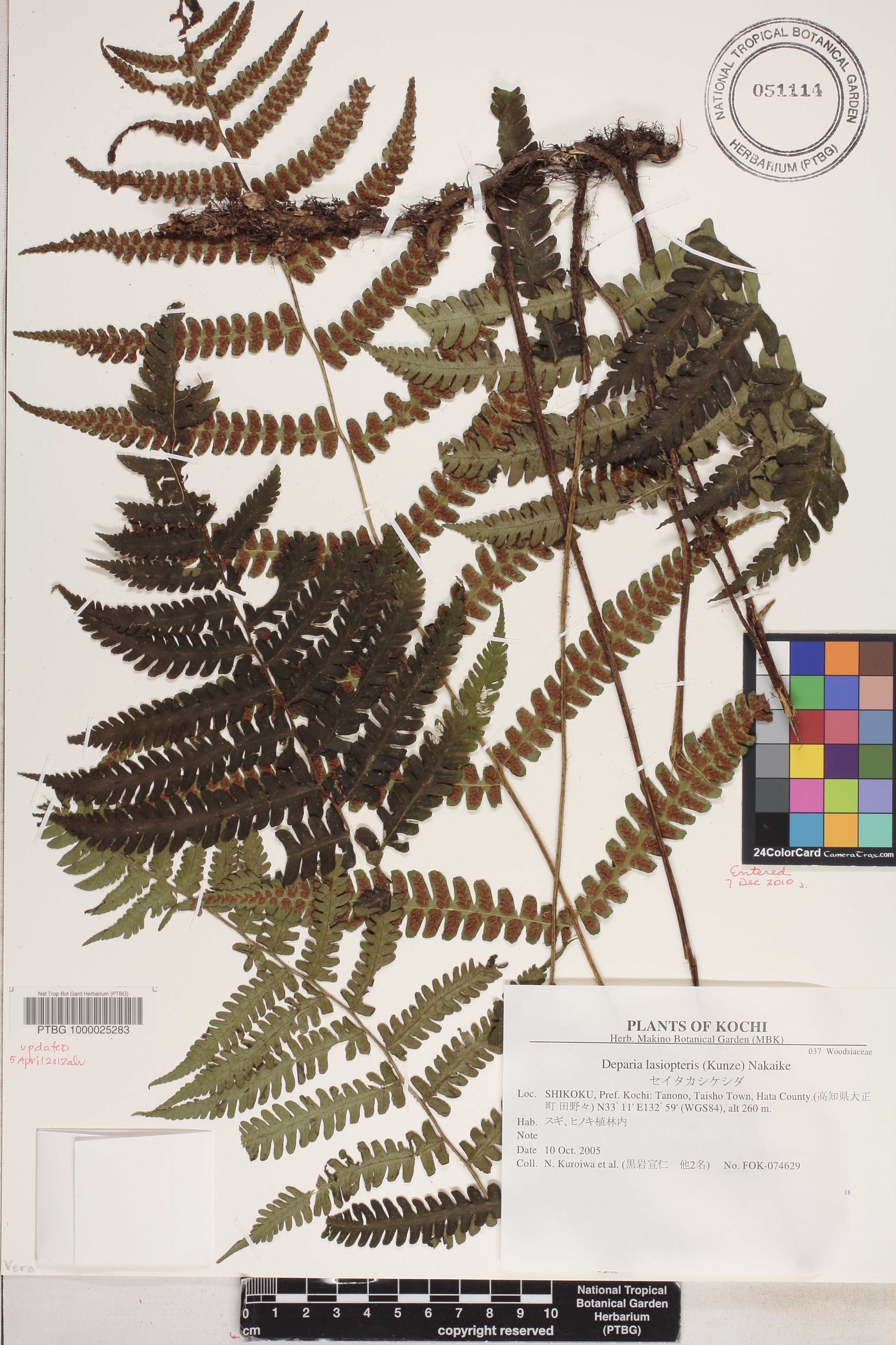 Deparia petersenii image