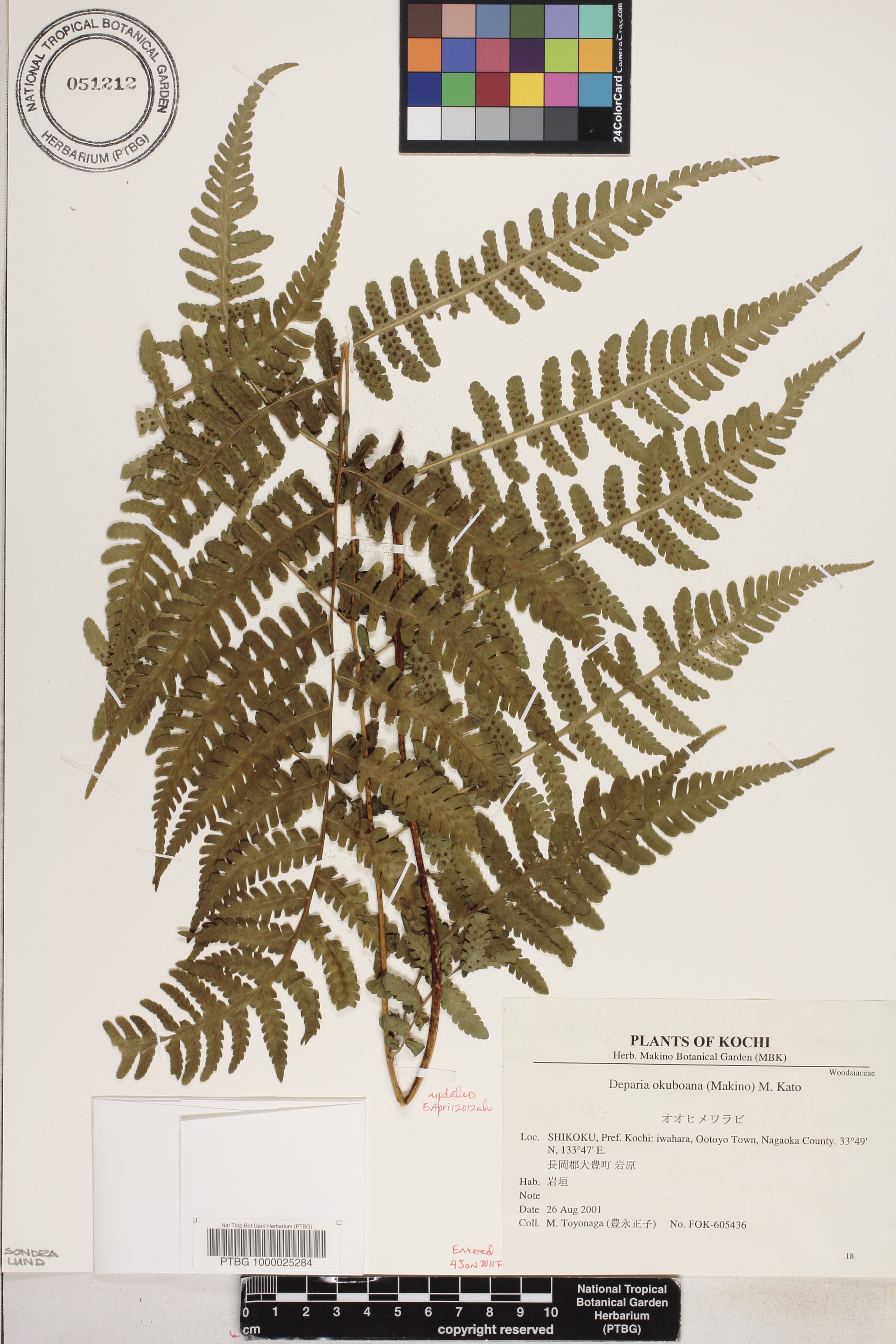 Deparia okuboana image