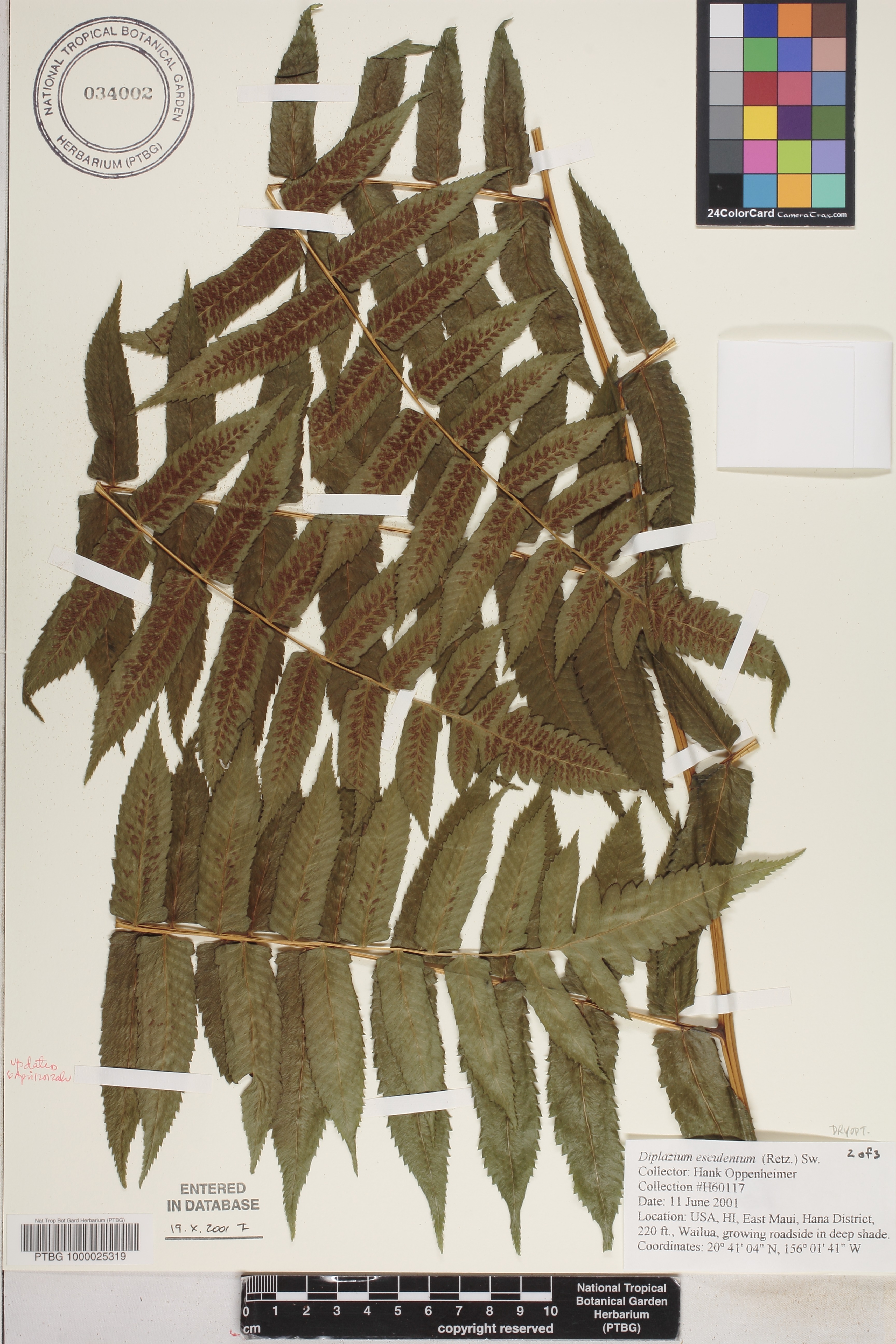 Woodsiaceae image