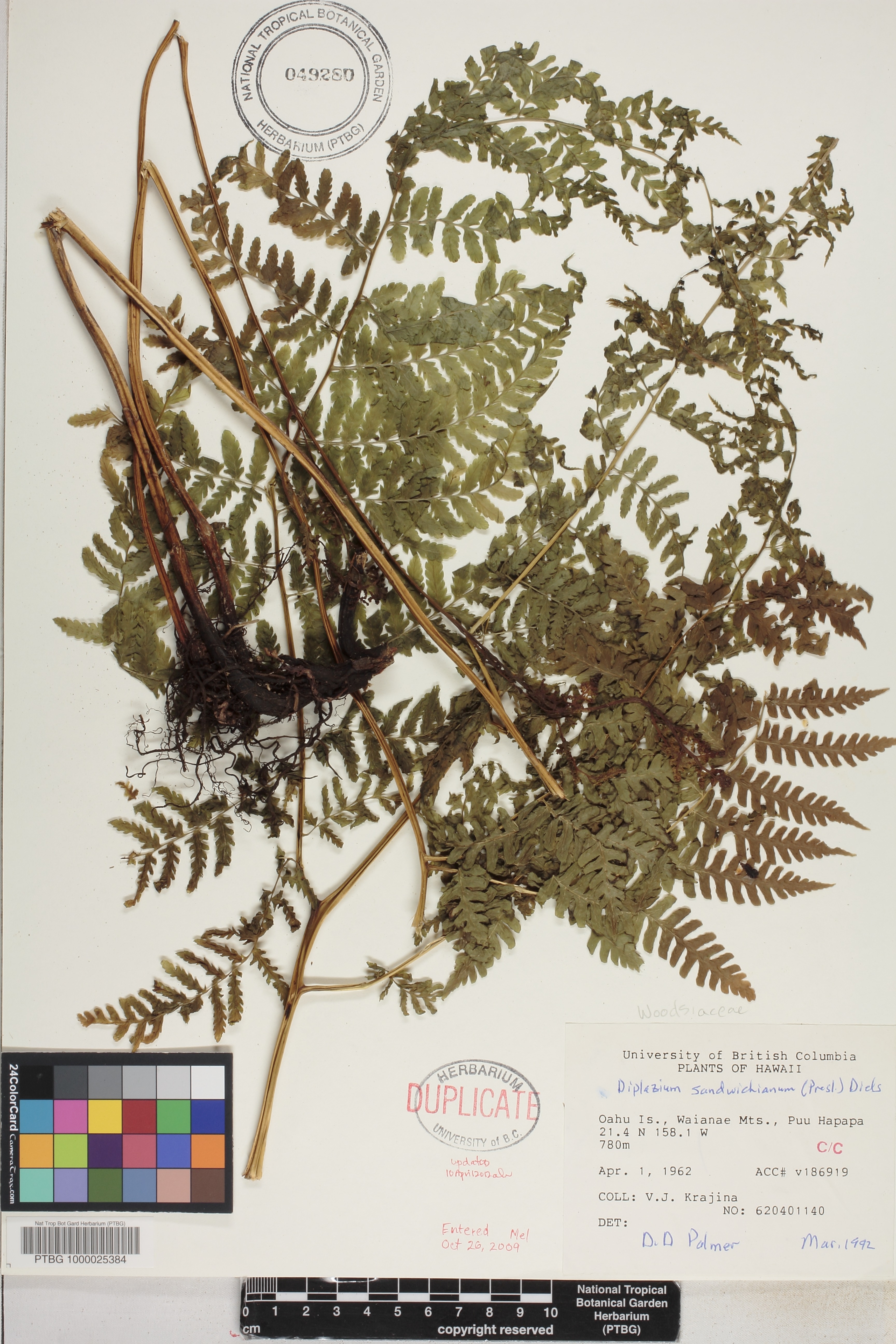 Diplazium sandwichianum image