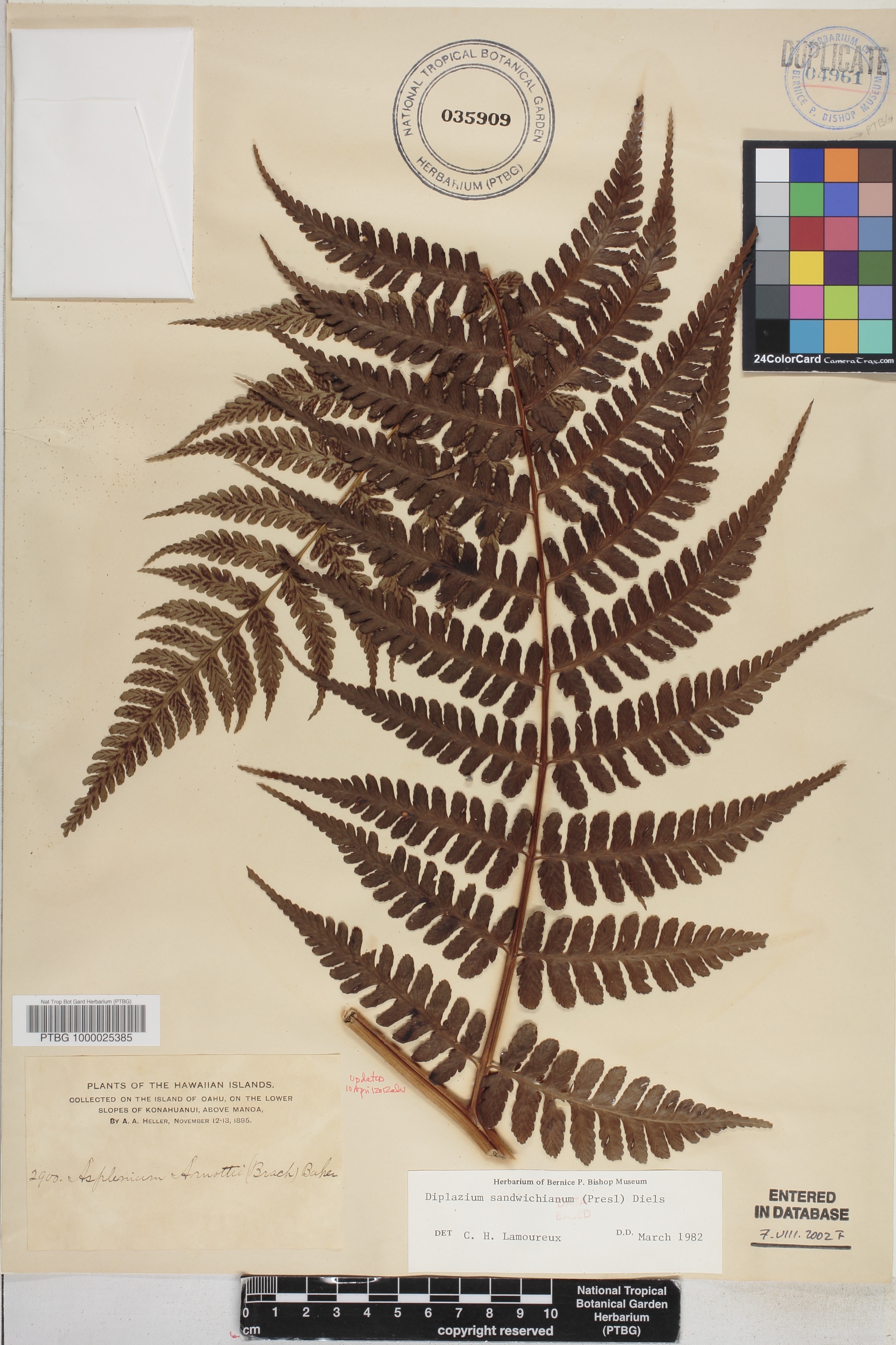 Diplazium sandwichianum image