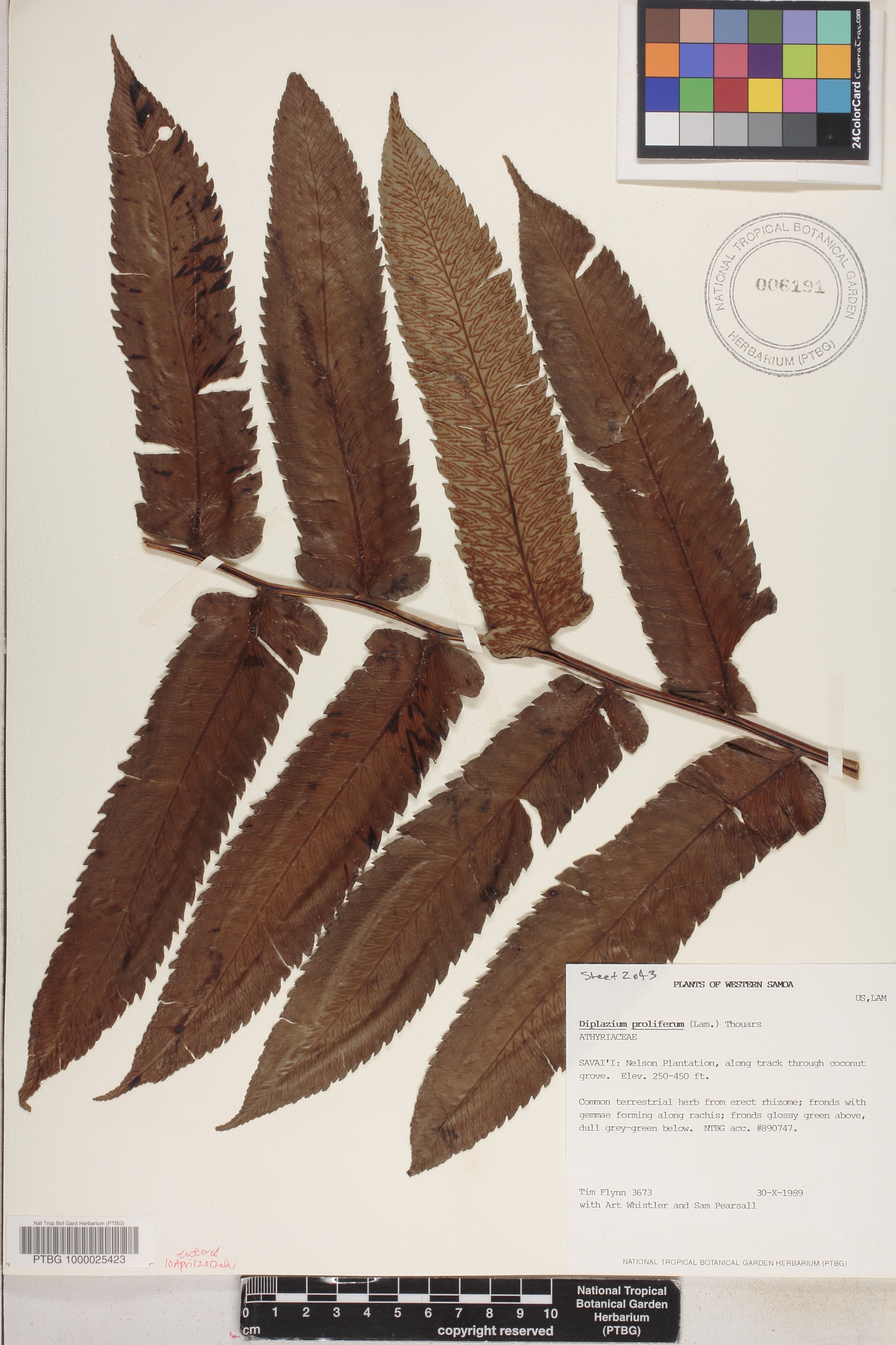 Diplazium proliferum image