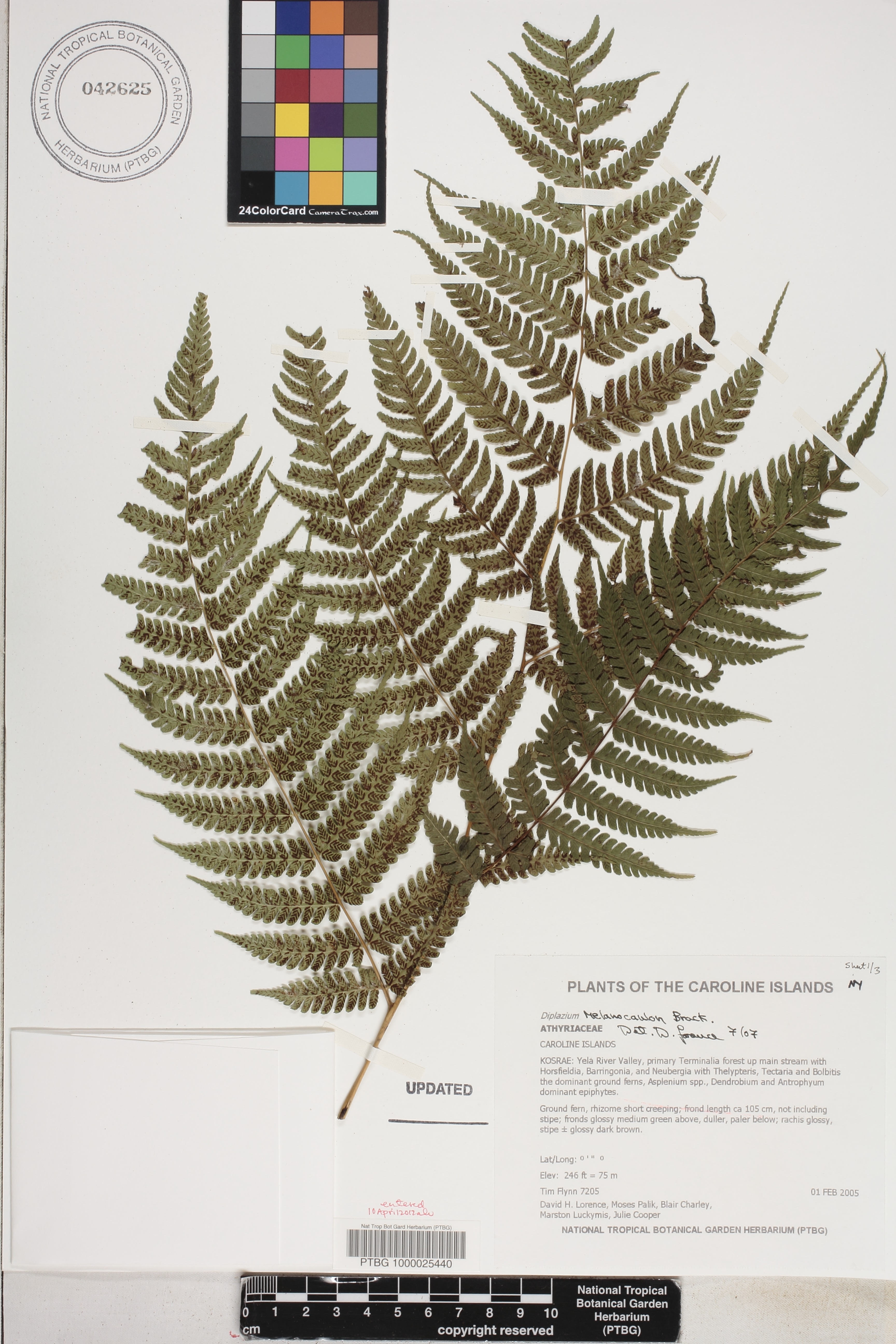 Diplazium image