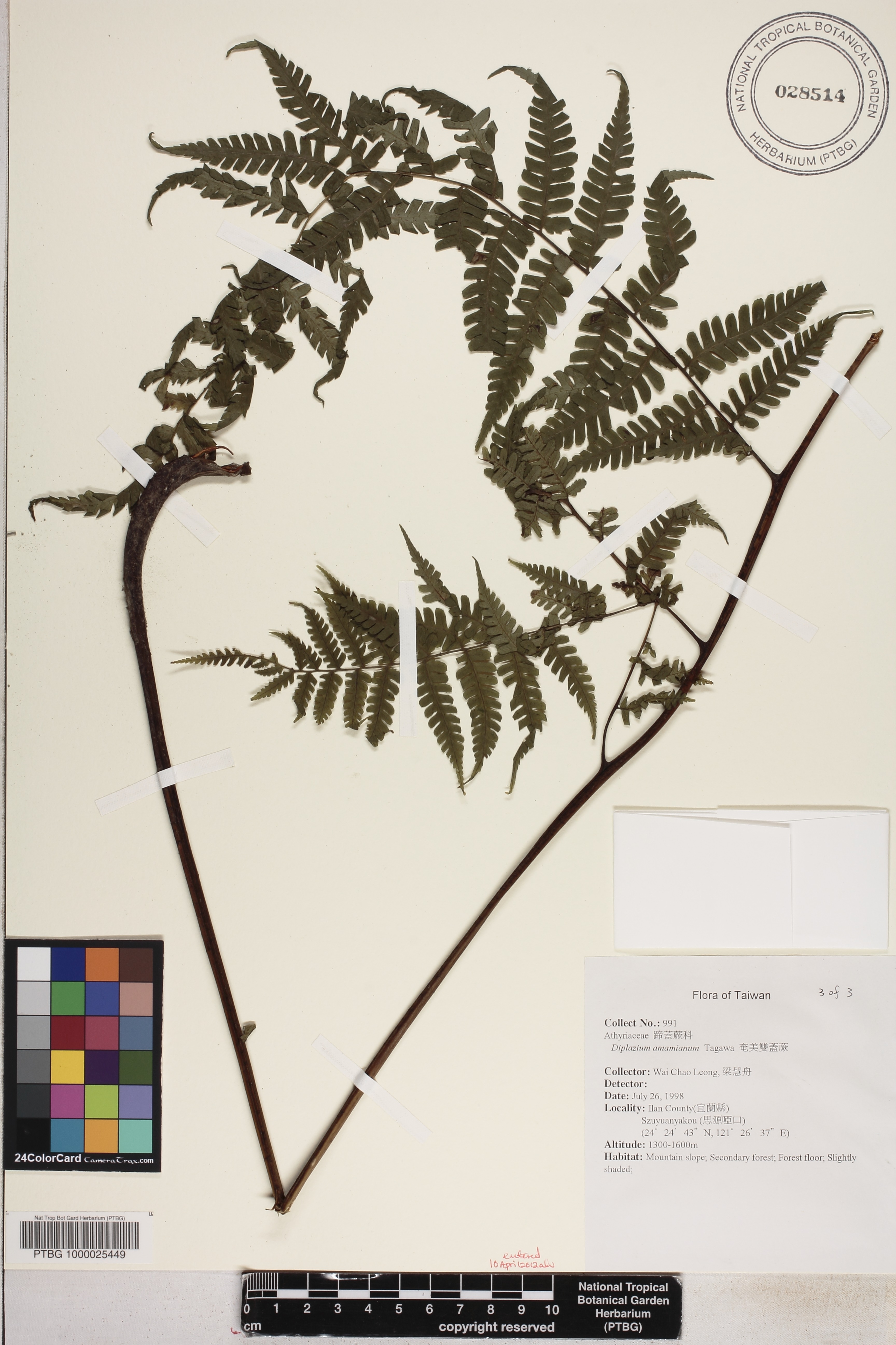Woodsiaceae image