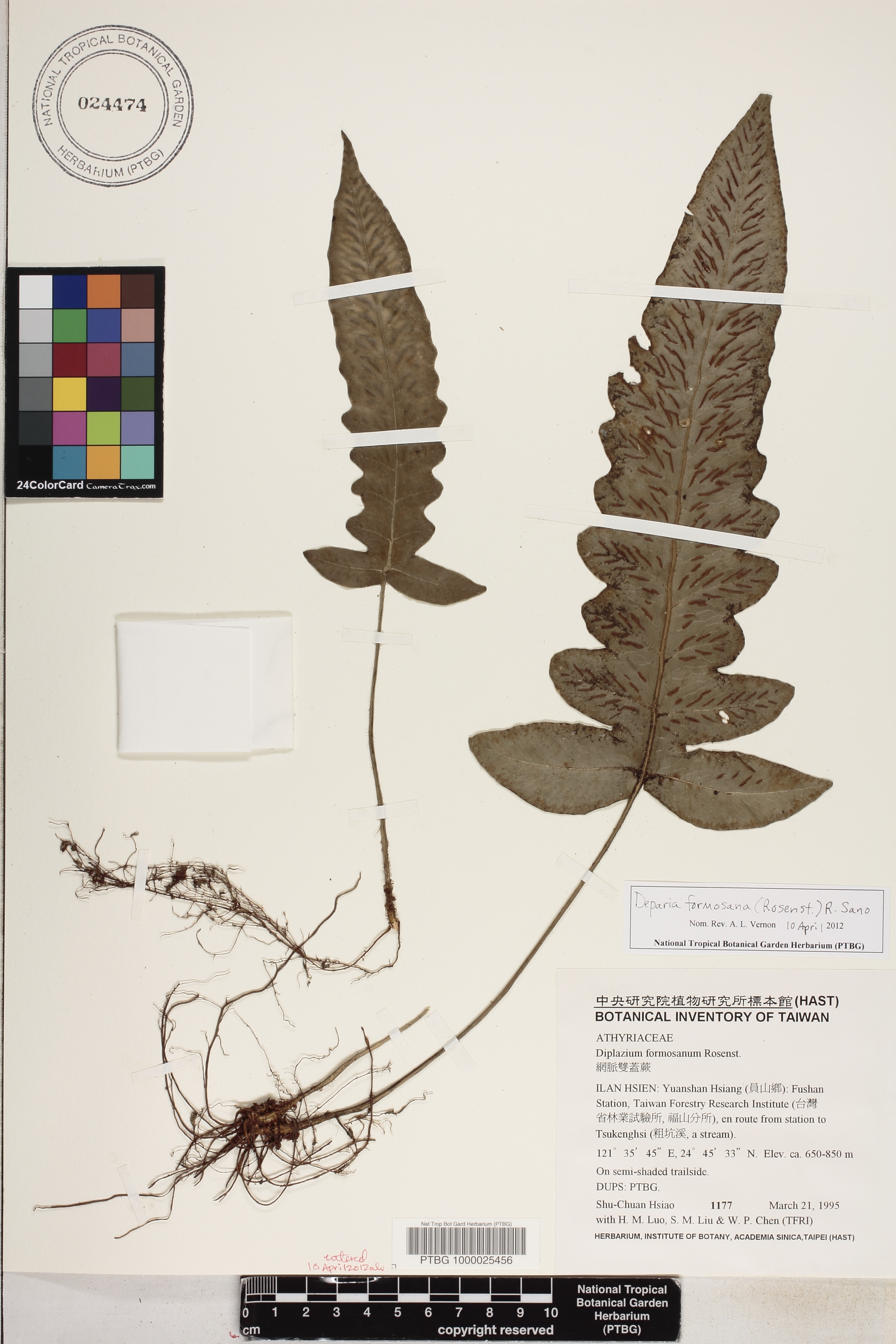 Deparia formosana image
