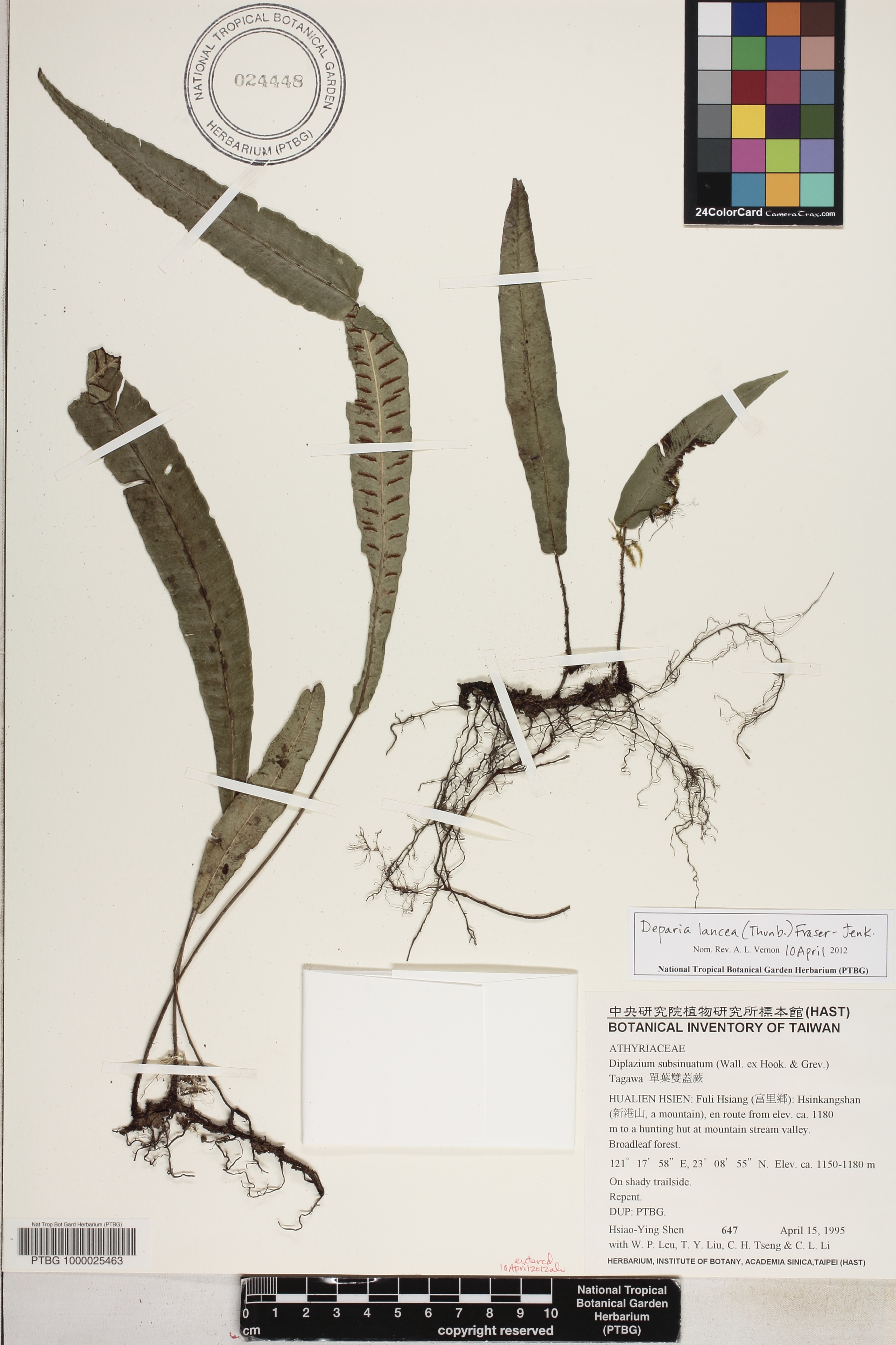 Deparia lancea image