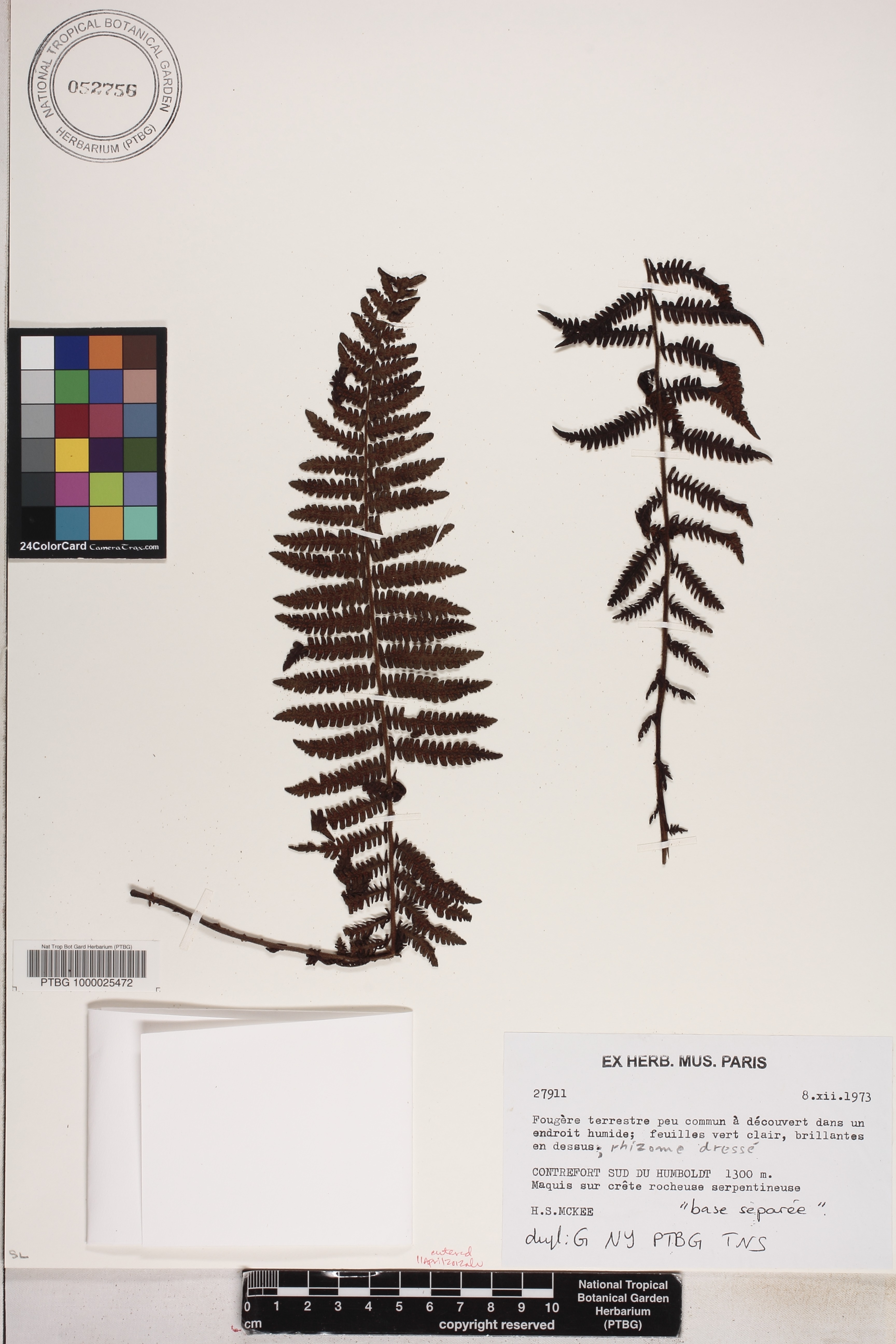 Coryphopteris fasciculata image