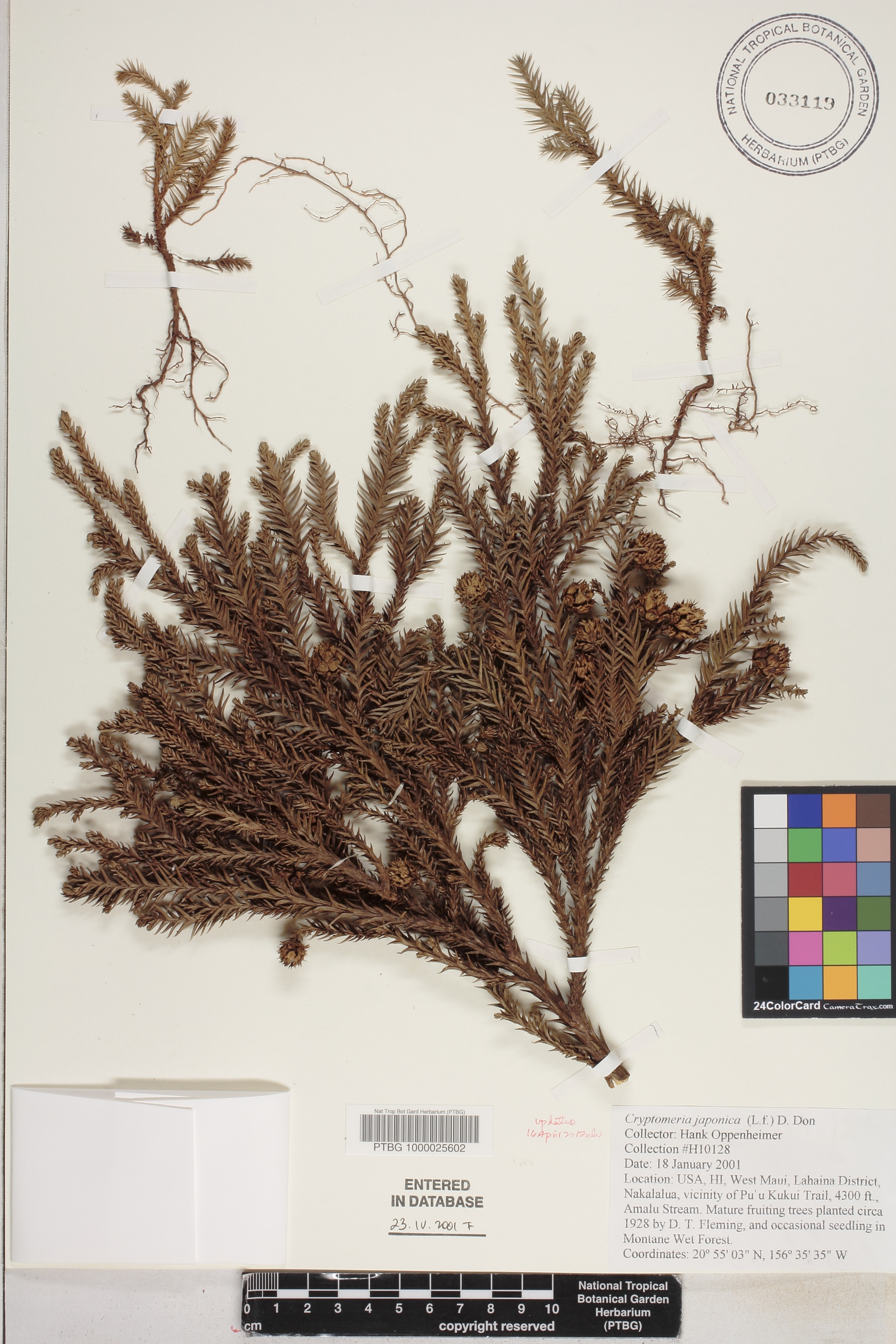 Cryptomeria japonica image