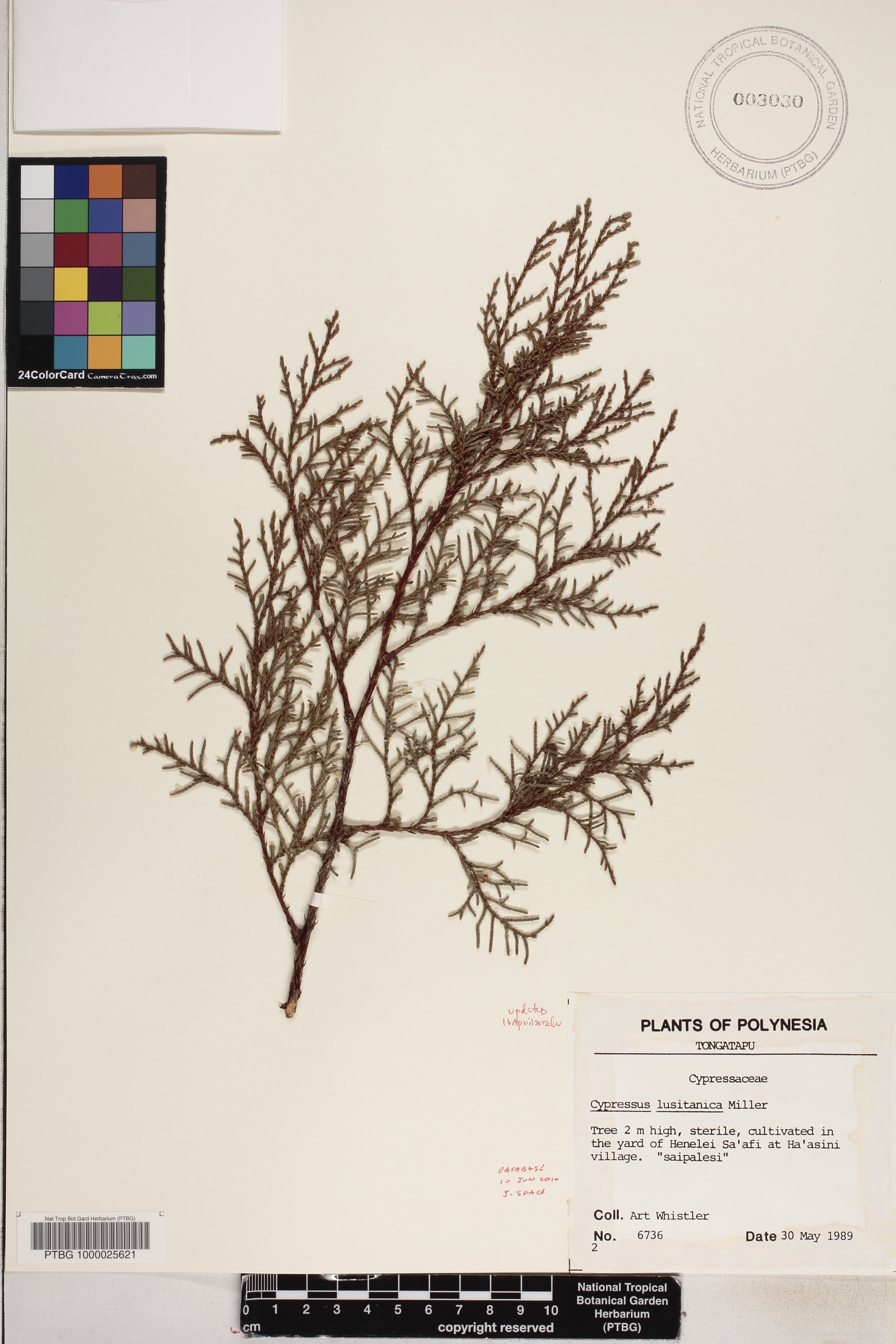 Cupressaceae image