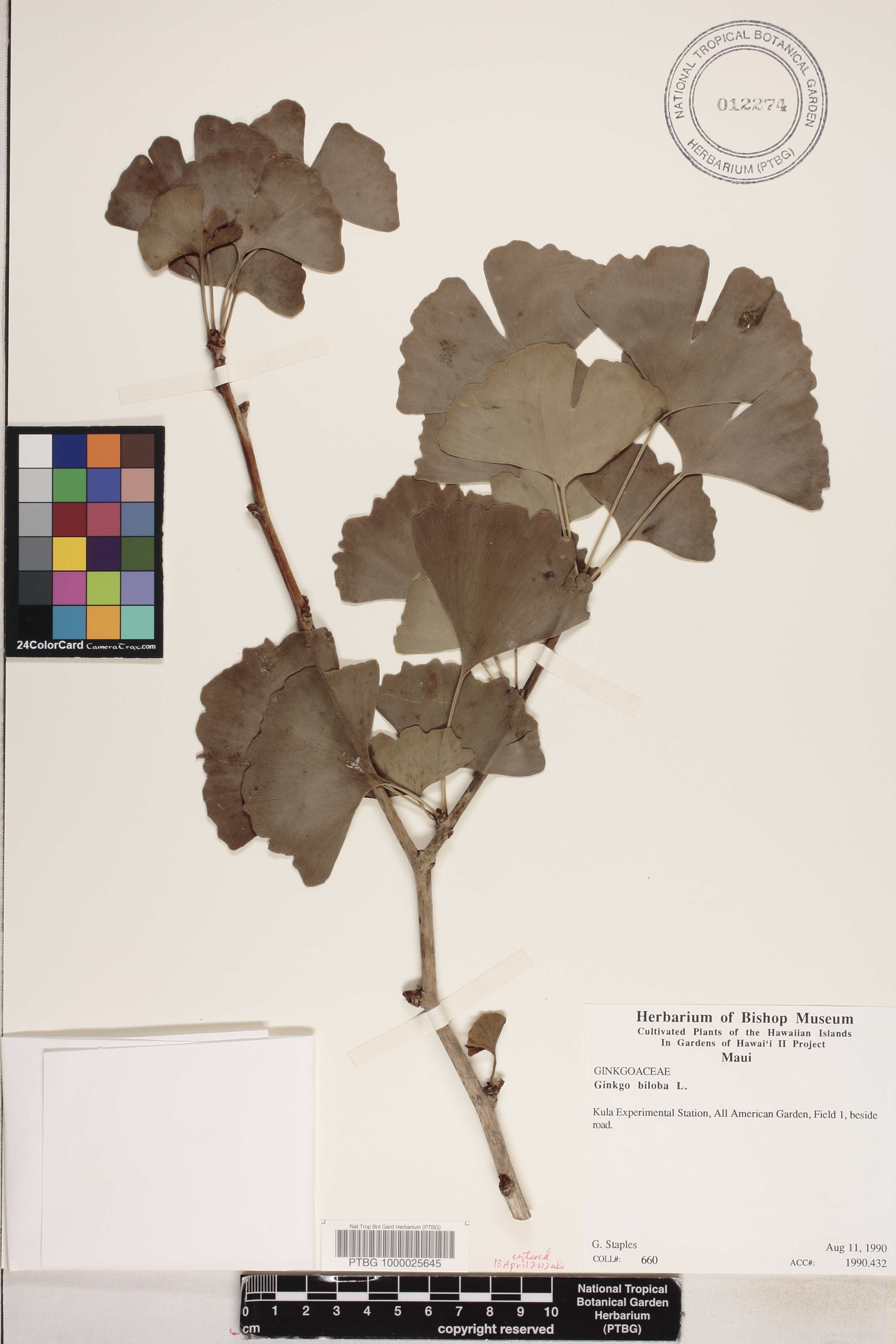 Ginkgo biloba image