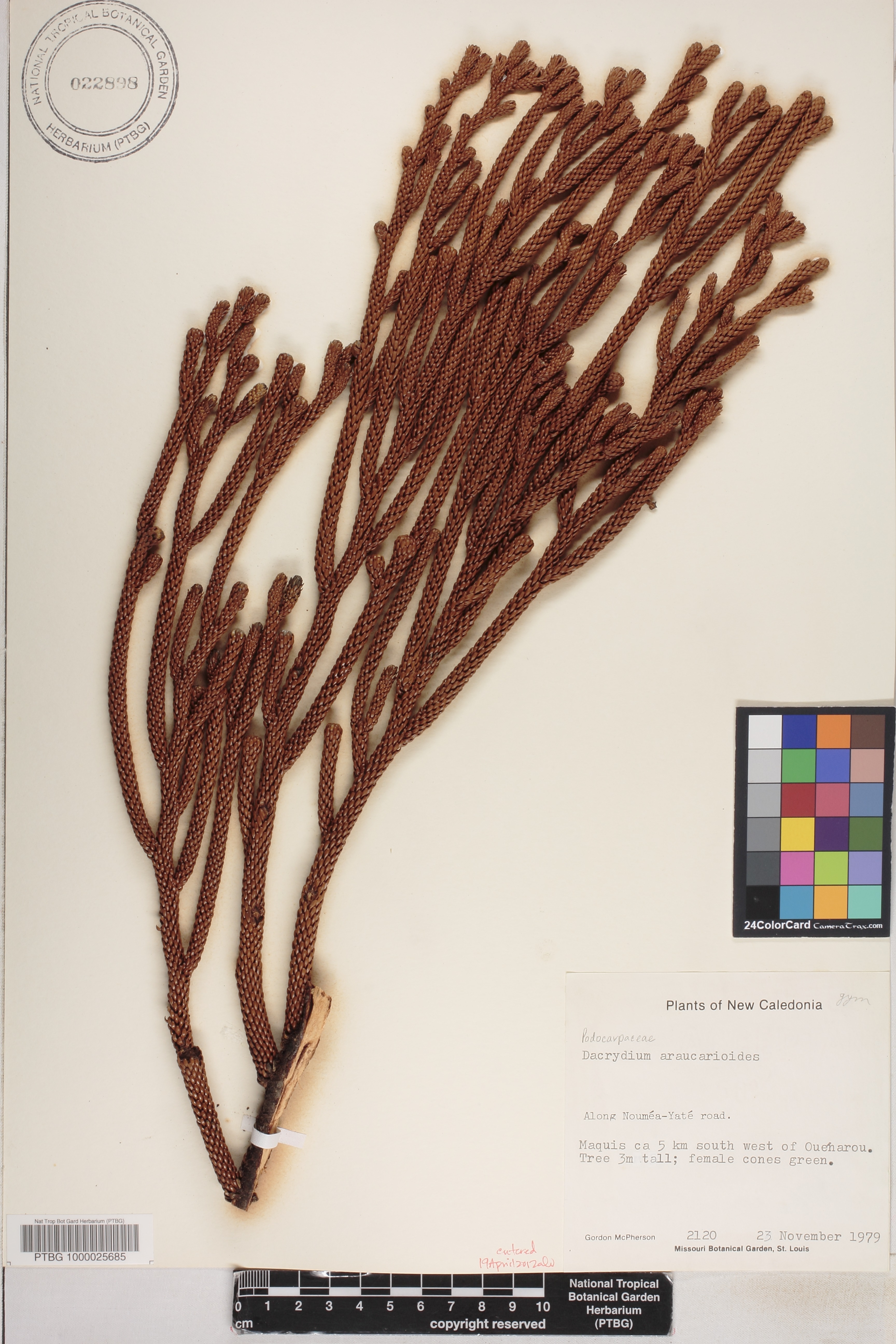 Dacrydium araucarioides image
