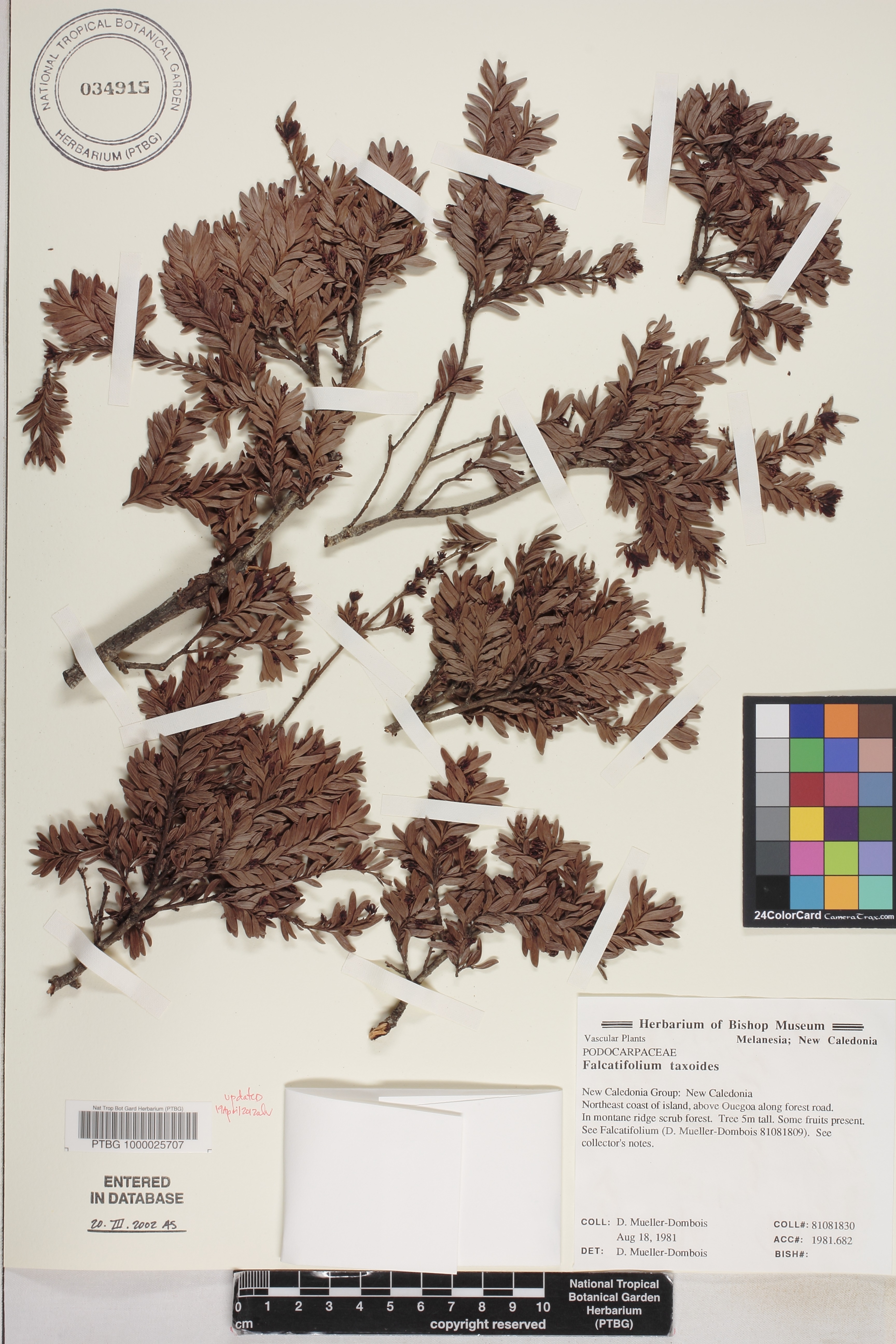 Falcatifolium image