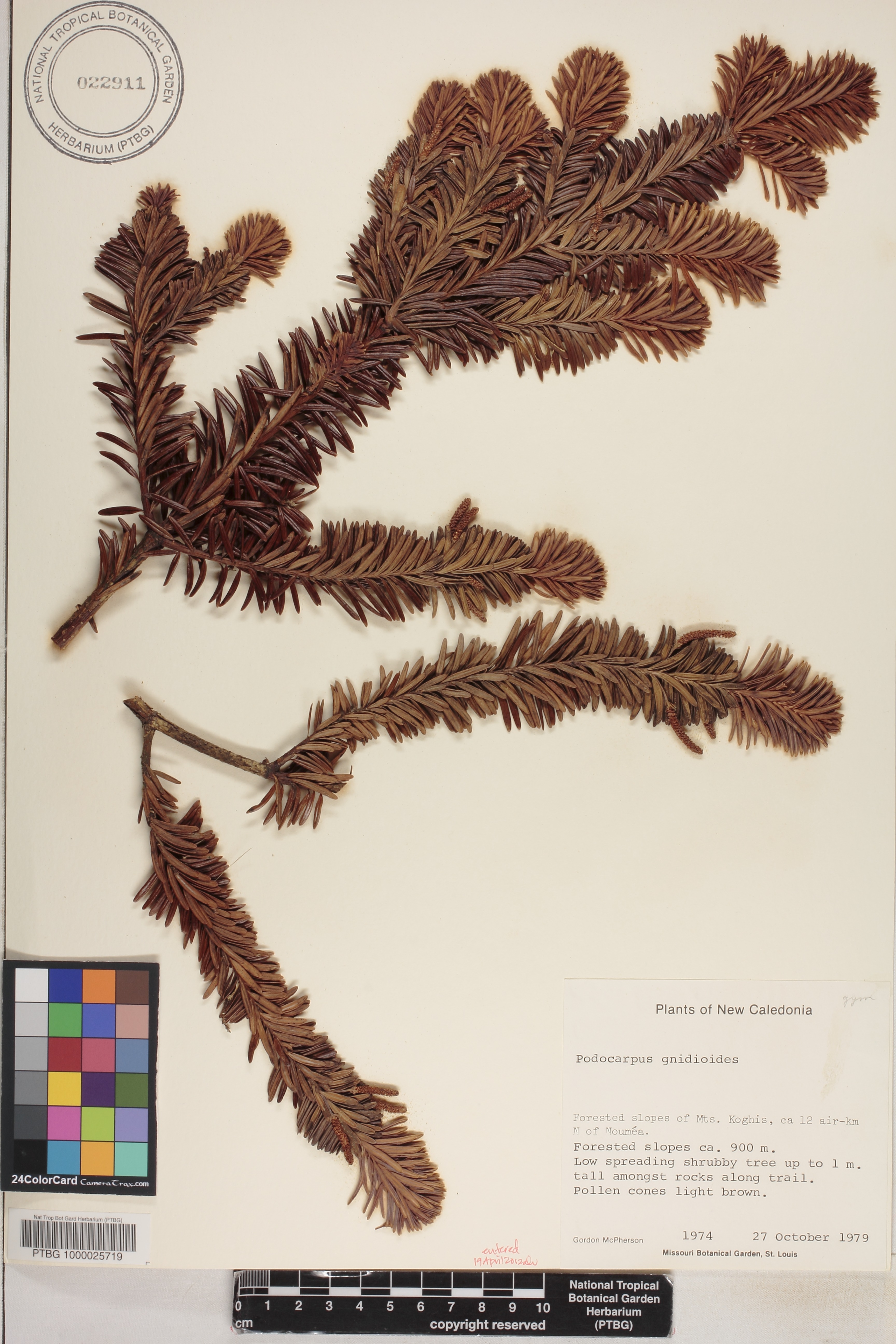 Podocarpus image