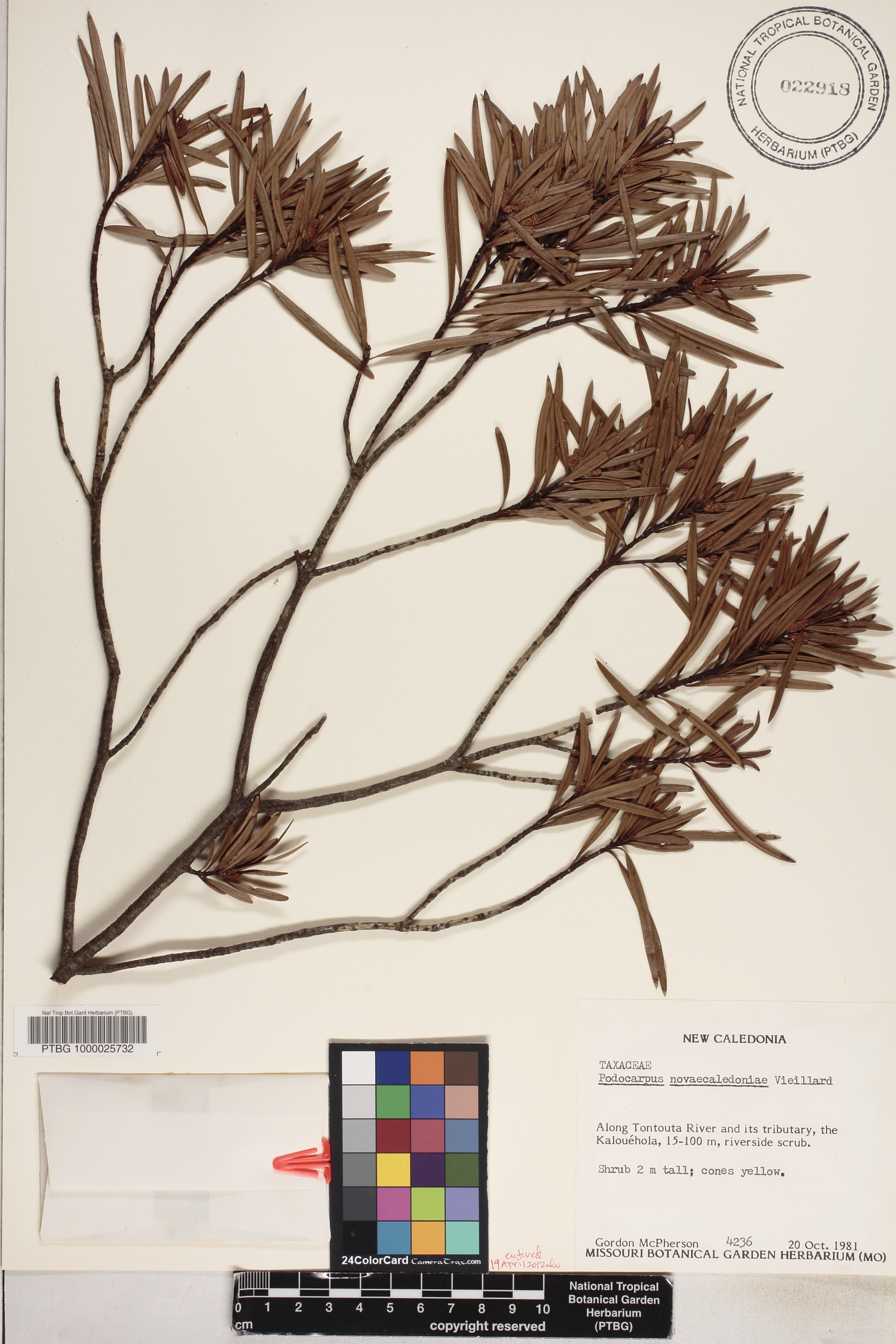 Podocarpus novae-caledoniae image