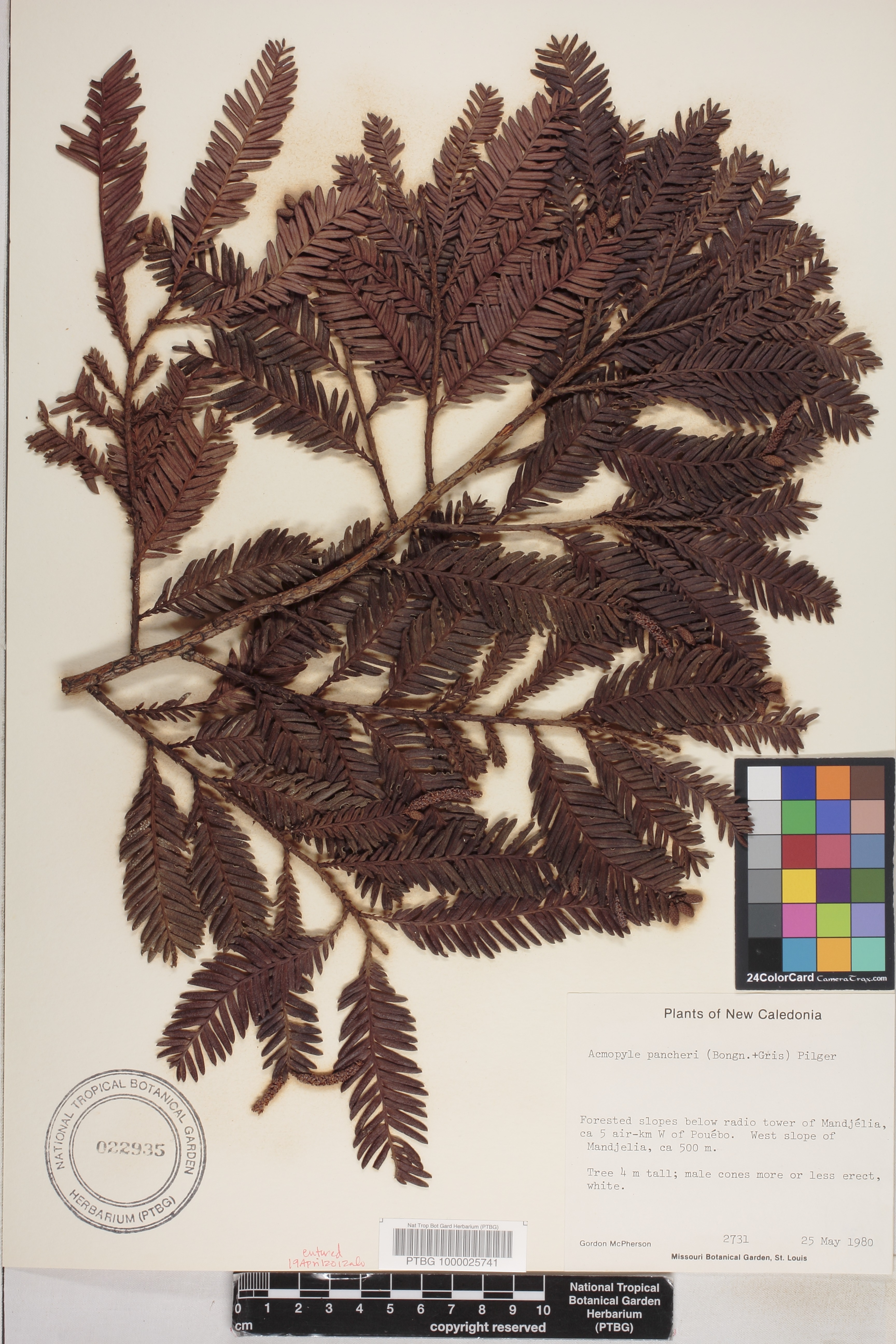 Podocarpaceae image