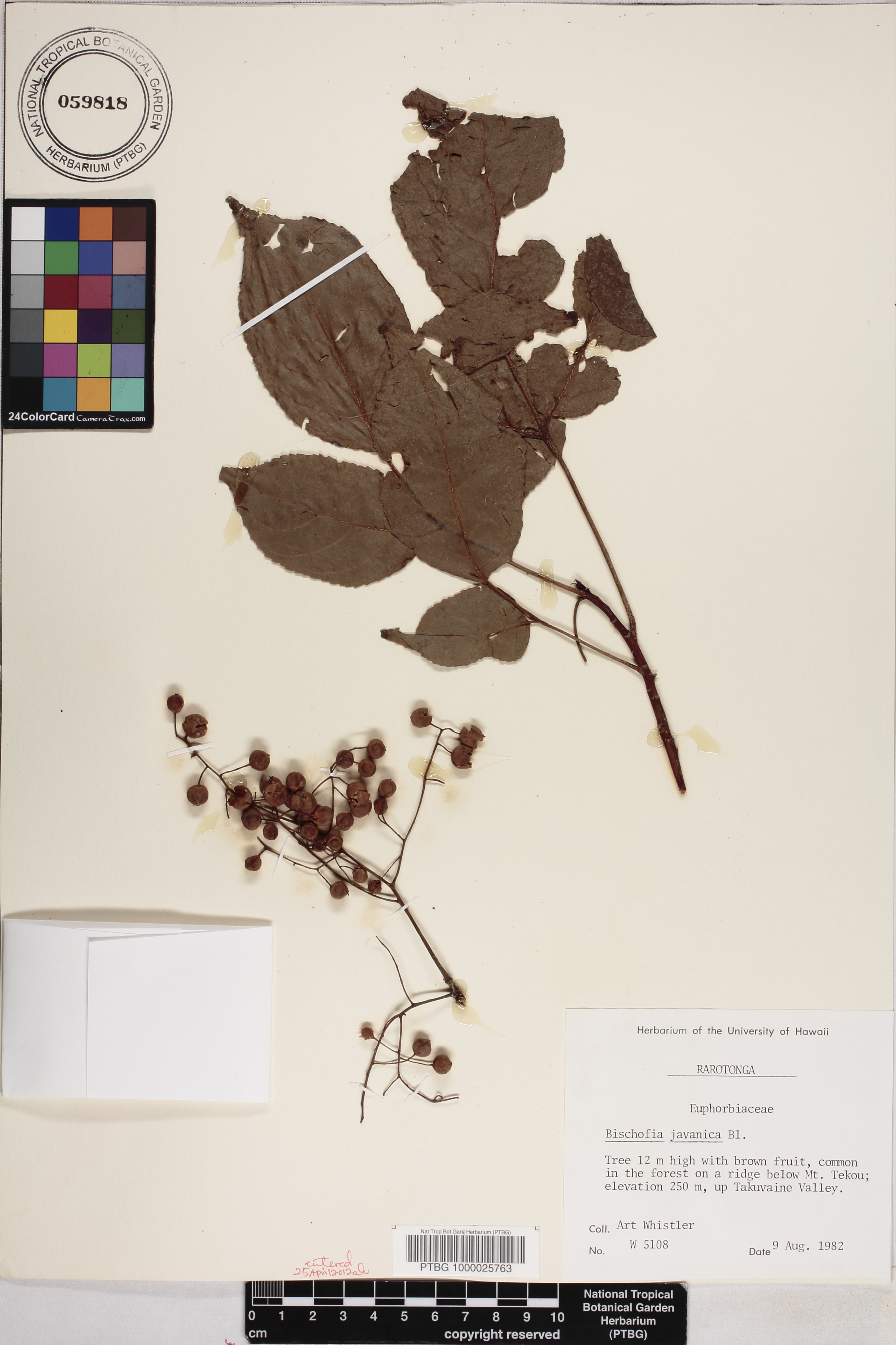 Bischofia javanica image