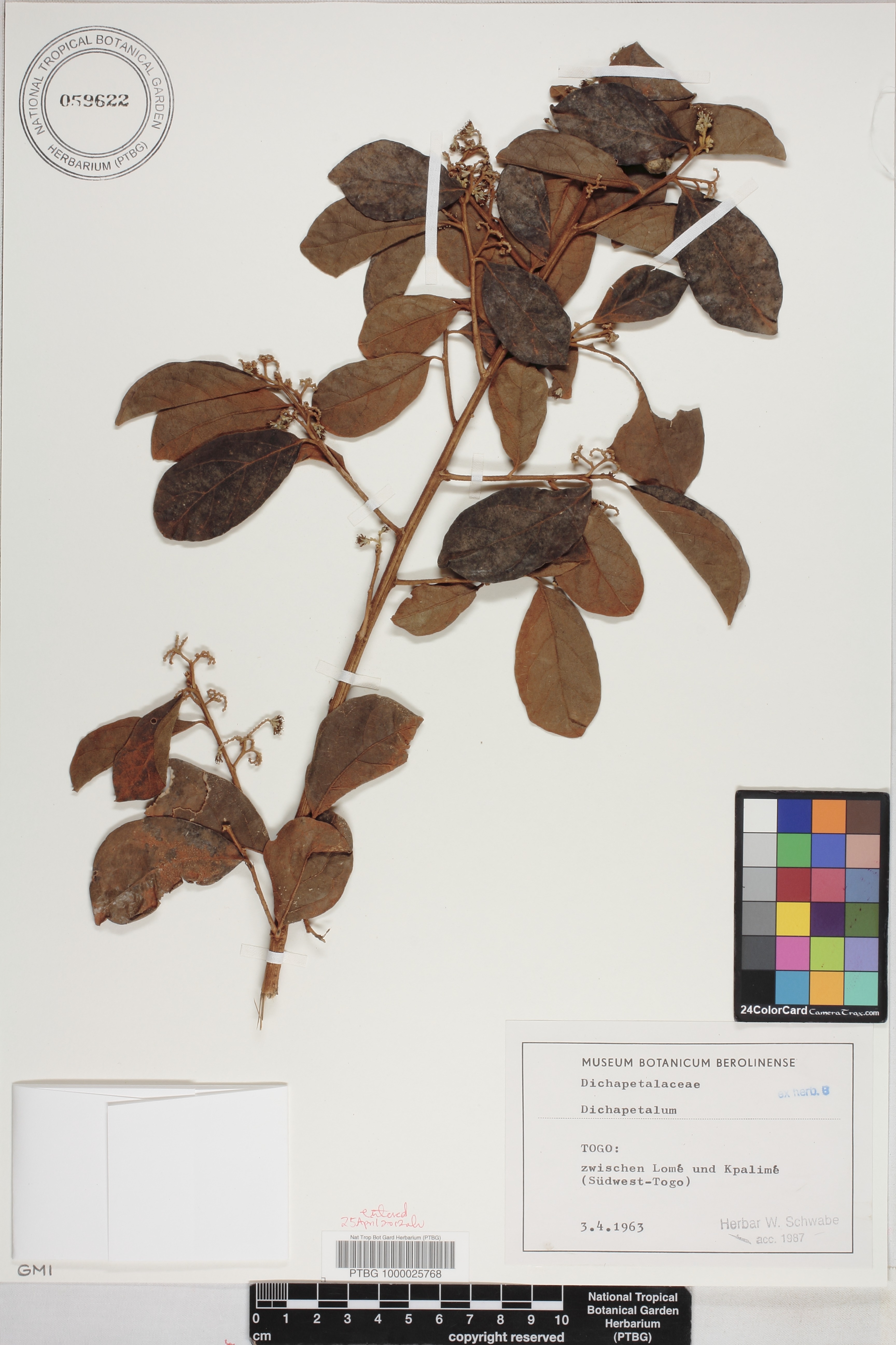 Dichapetalum image
