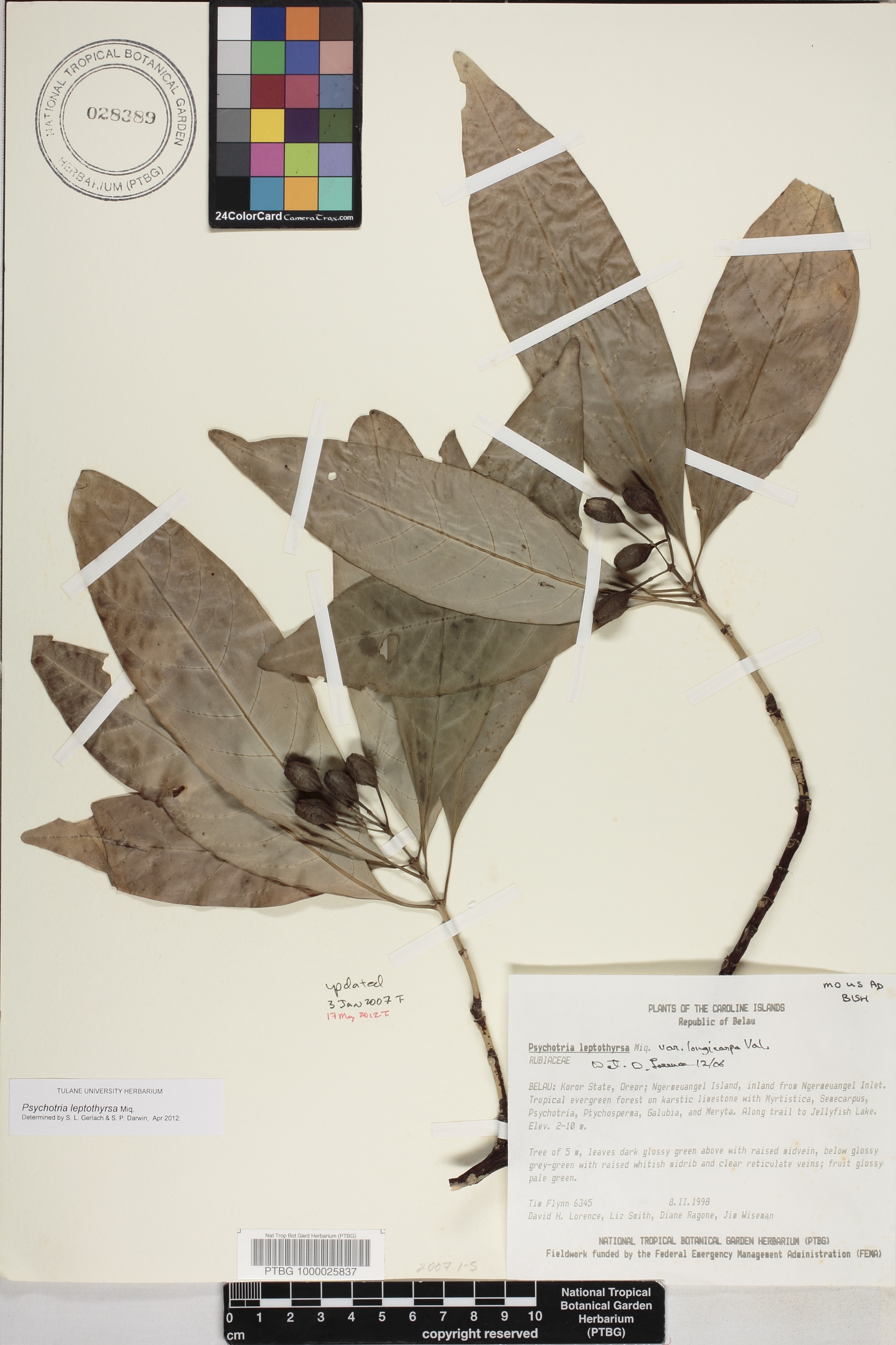 Psychotria leptothyrsa image