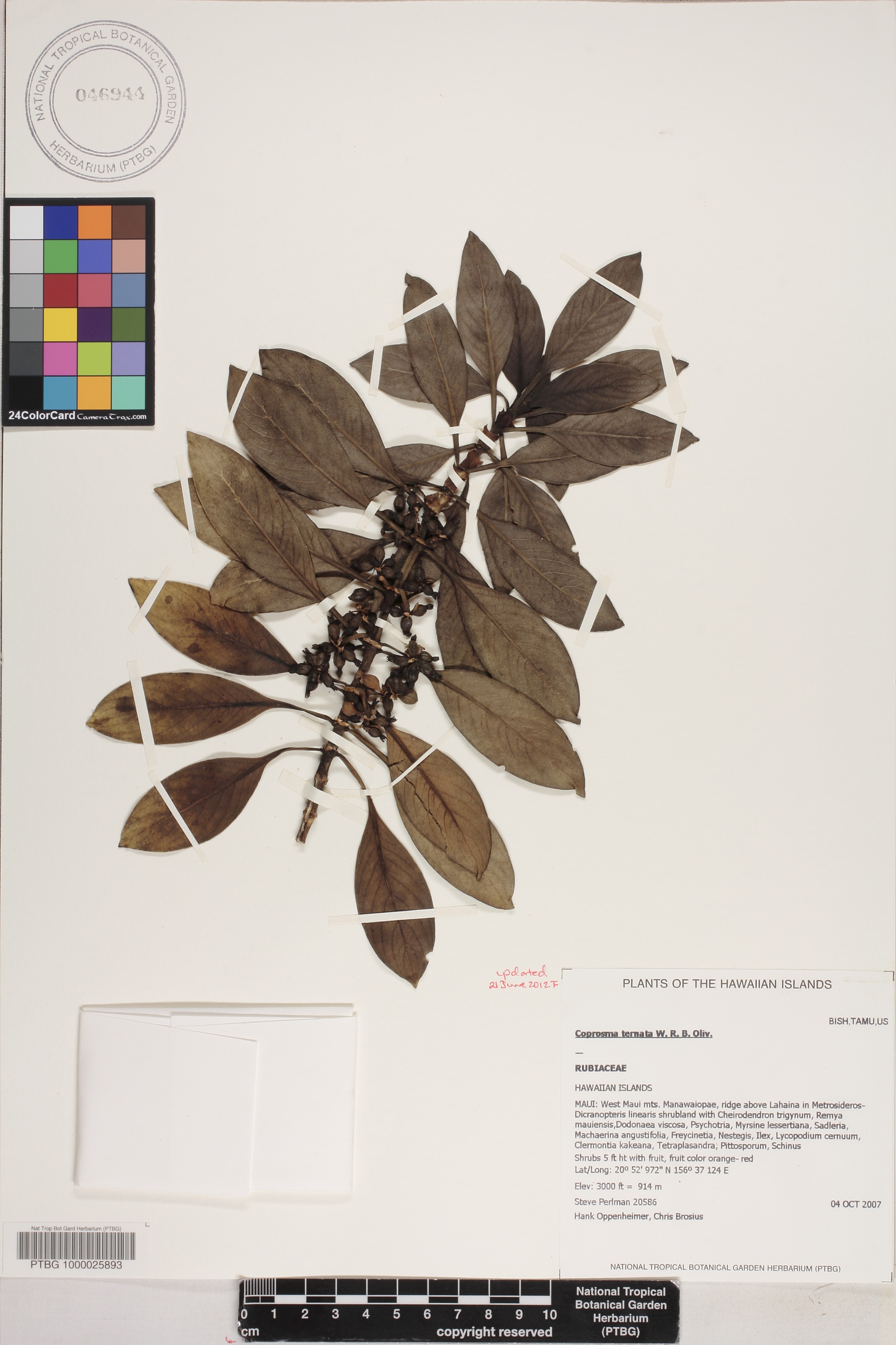 Coprosma ternata image