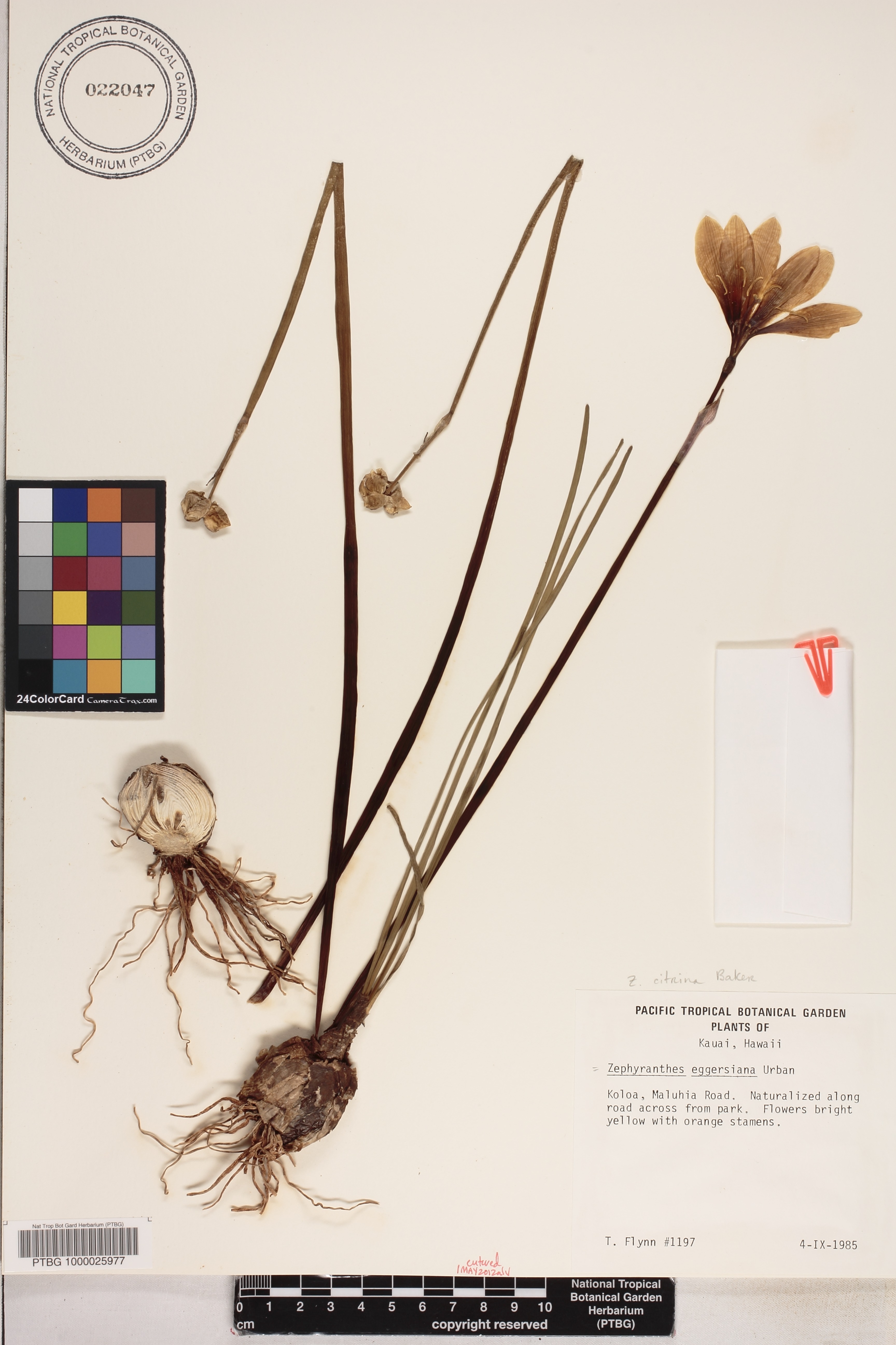 Zephyranthes citrina image