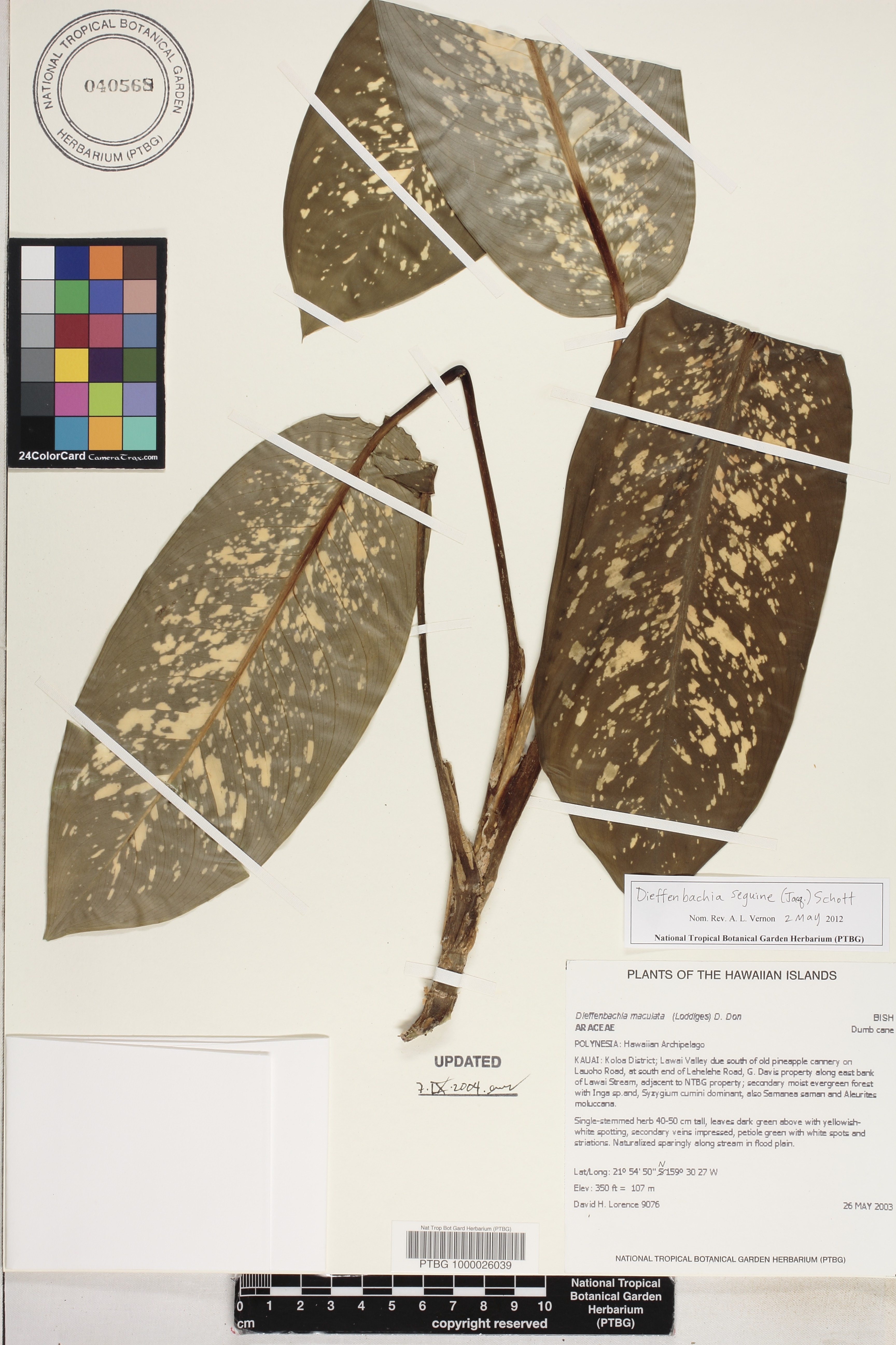 Dieffenbachia image