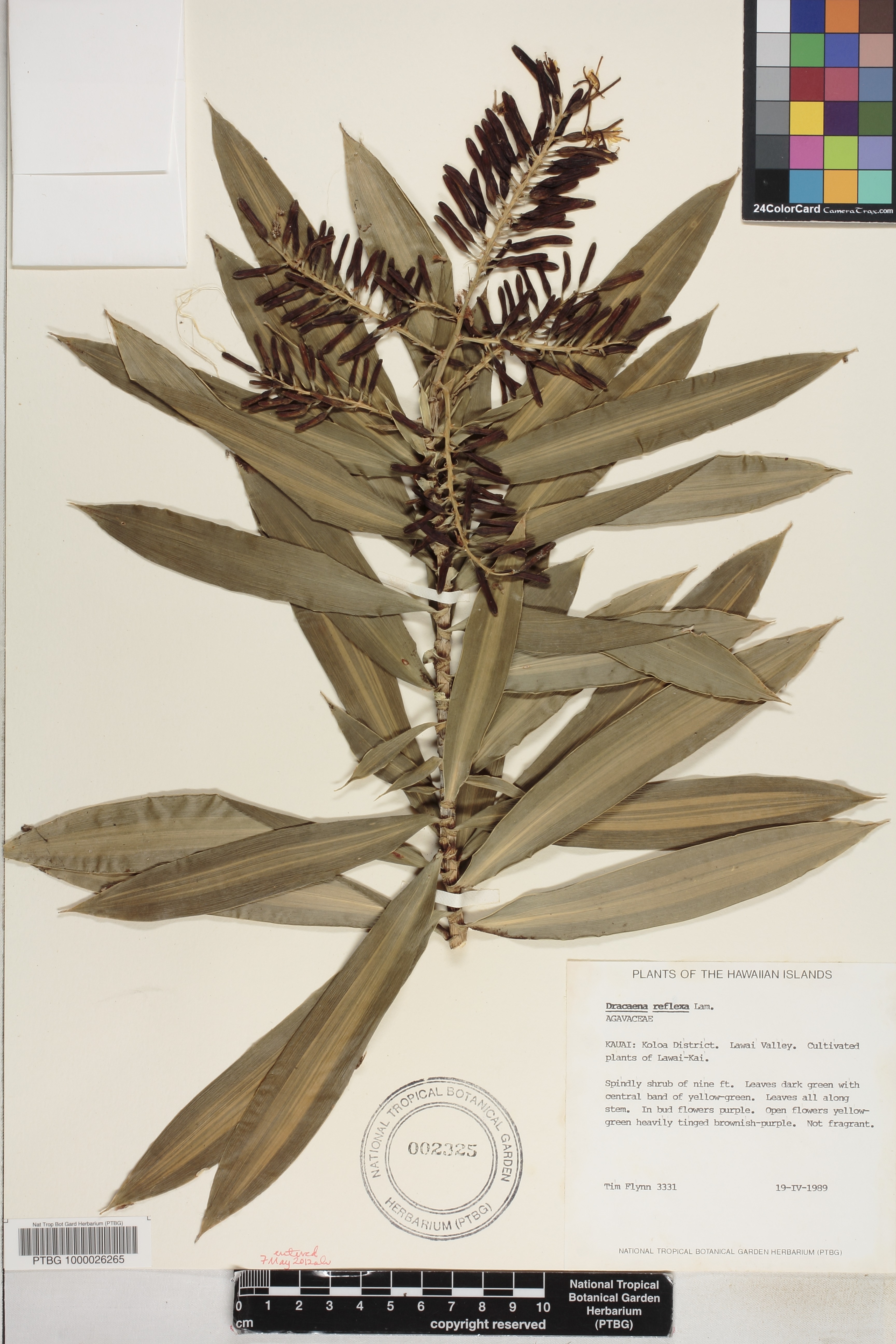 Dracaena reflexa image