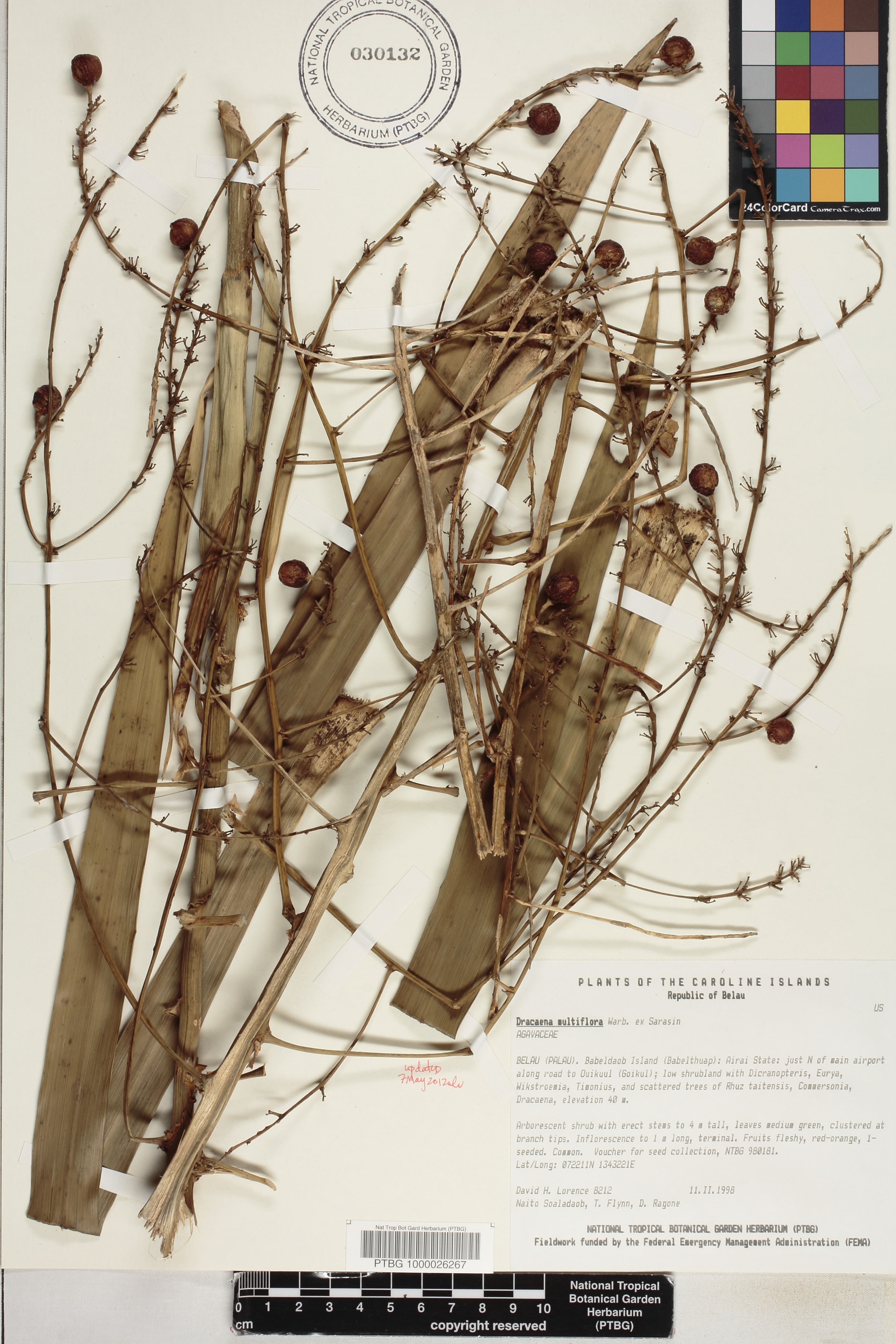 Dracaena multiflora image