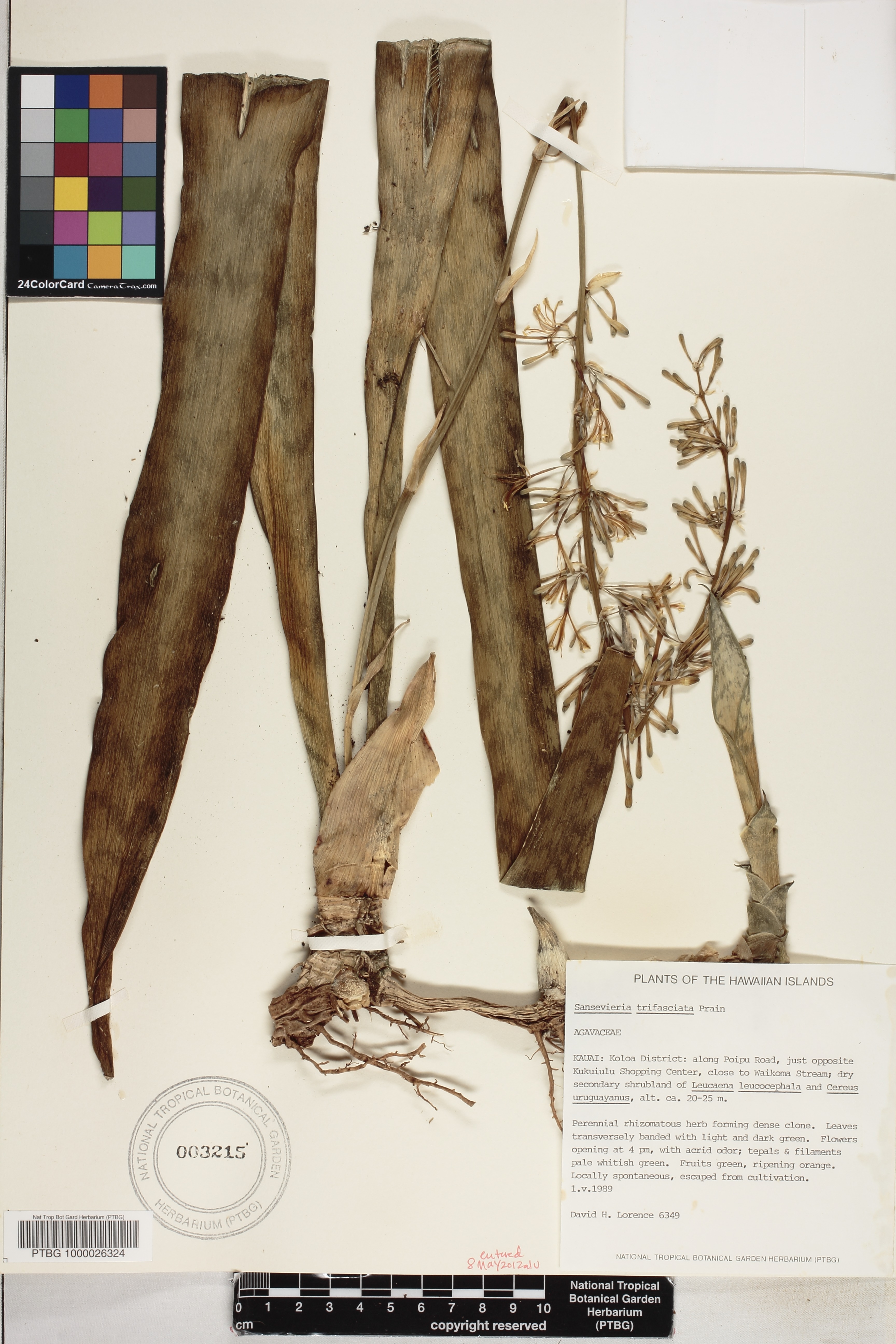 Sansevieria trifasciata image