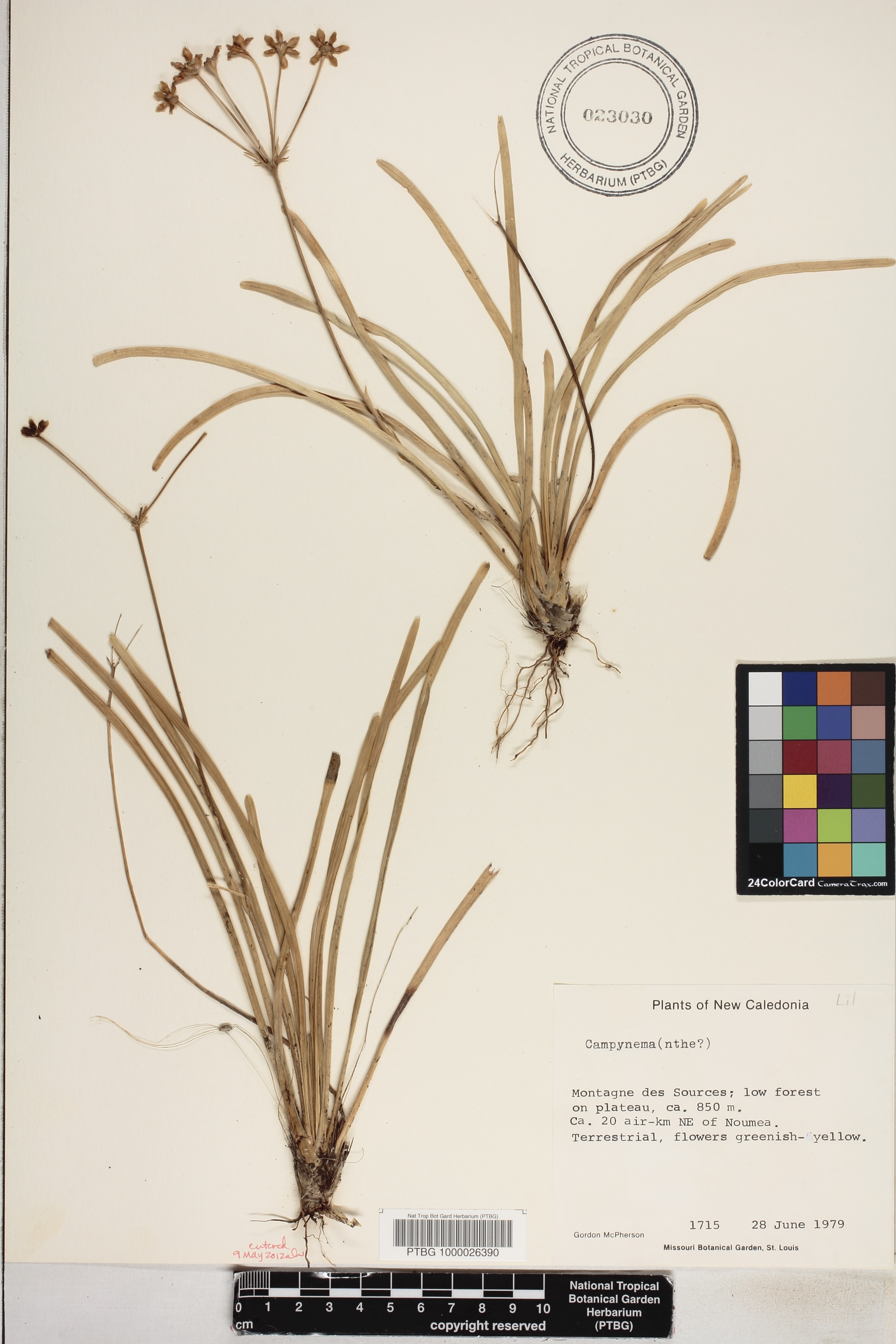 Campynema image