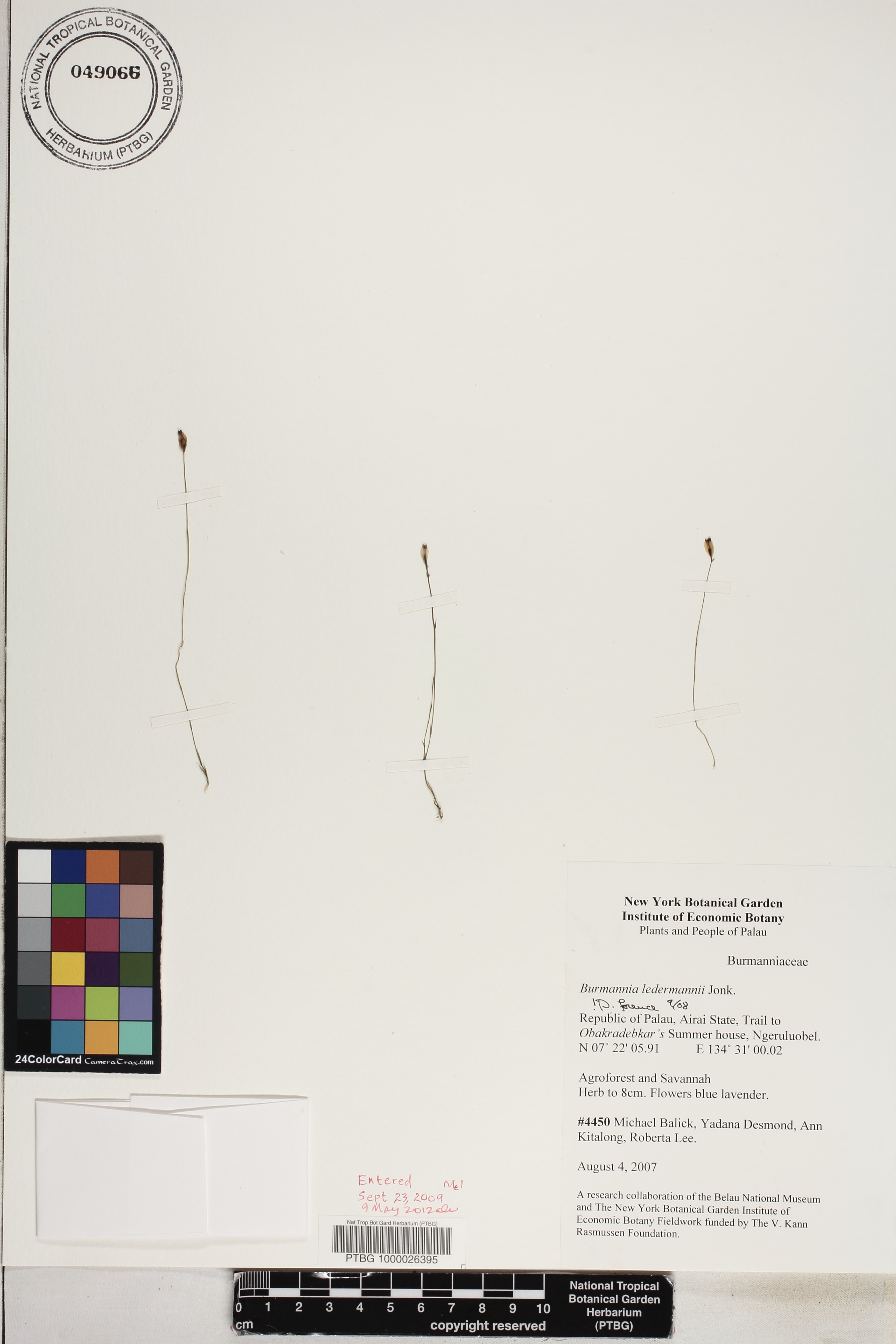 Burmannia ledermannii image