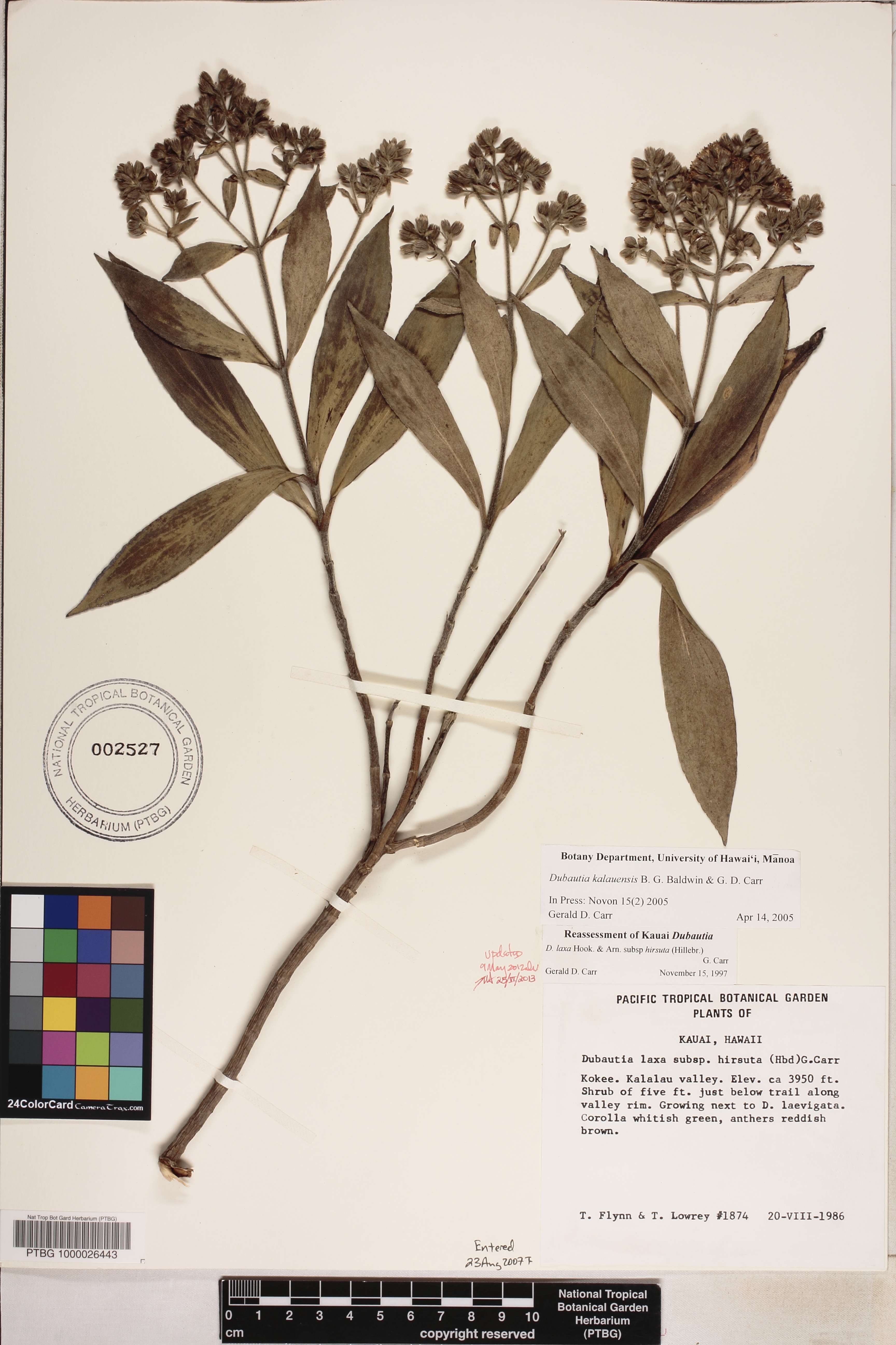 Dubautia kalalauensis image