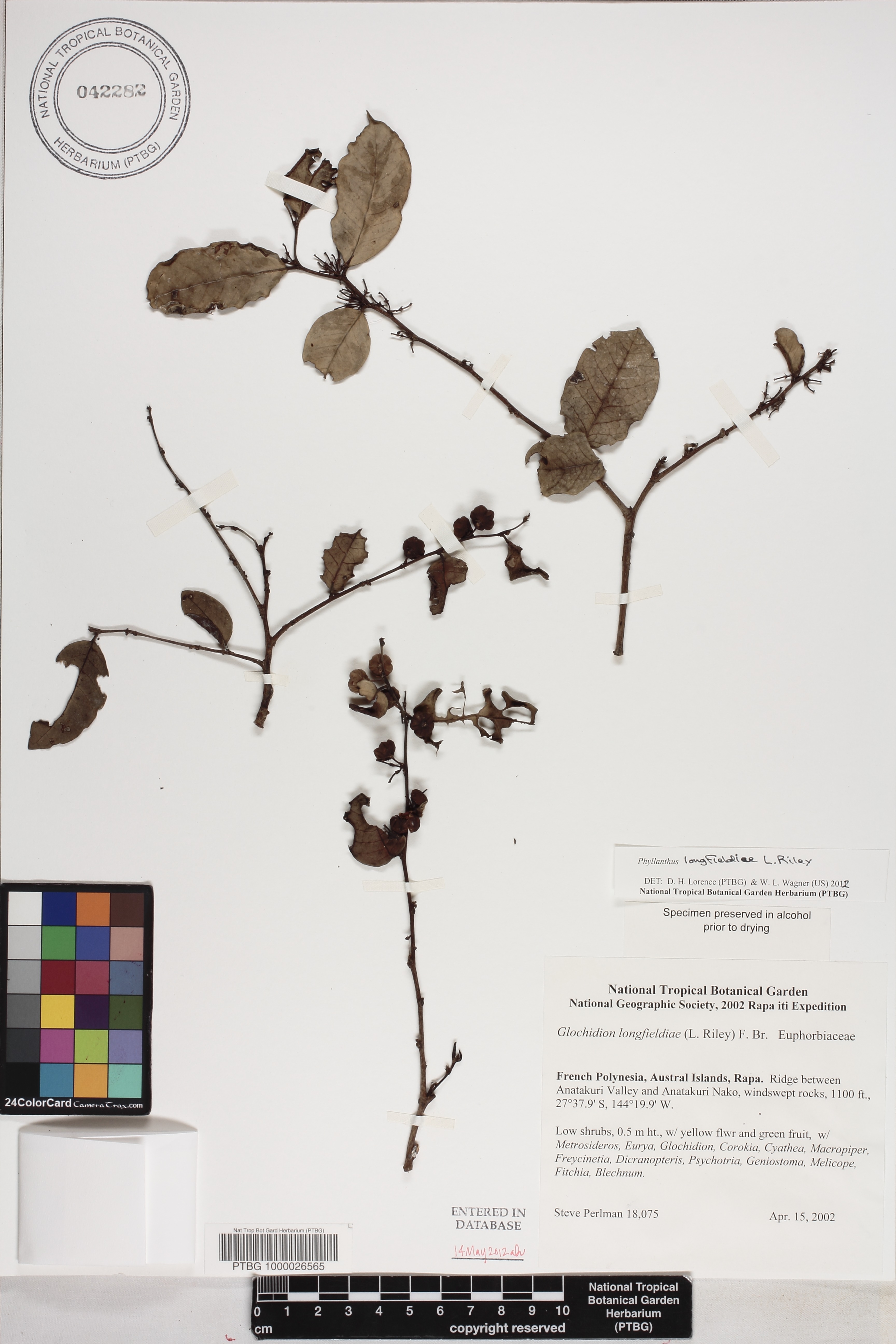 Phyllanthus image