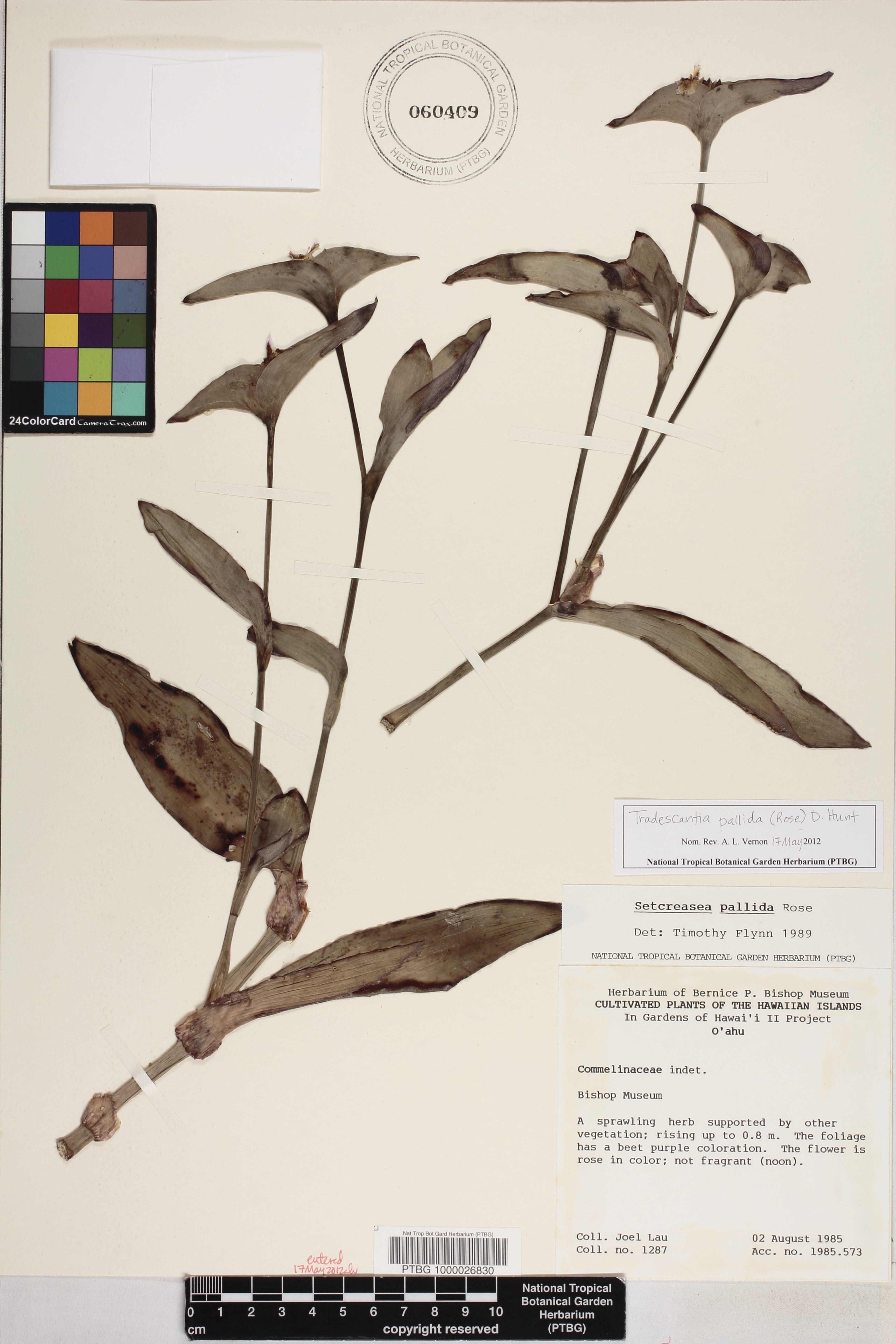 Tradescantia pallida image