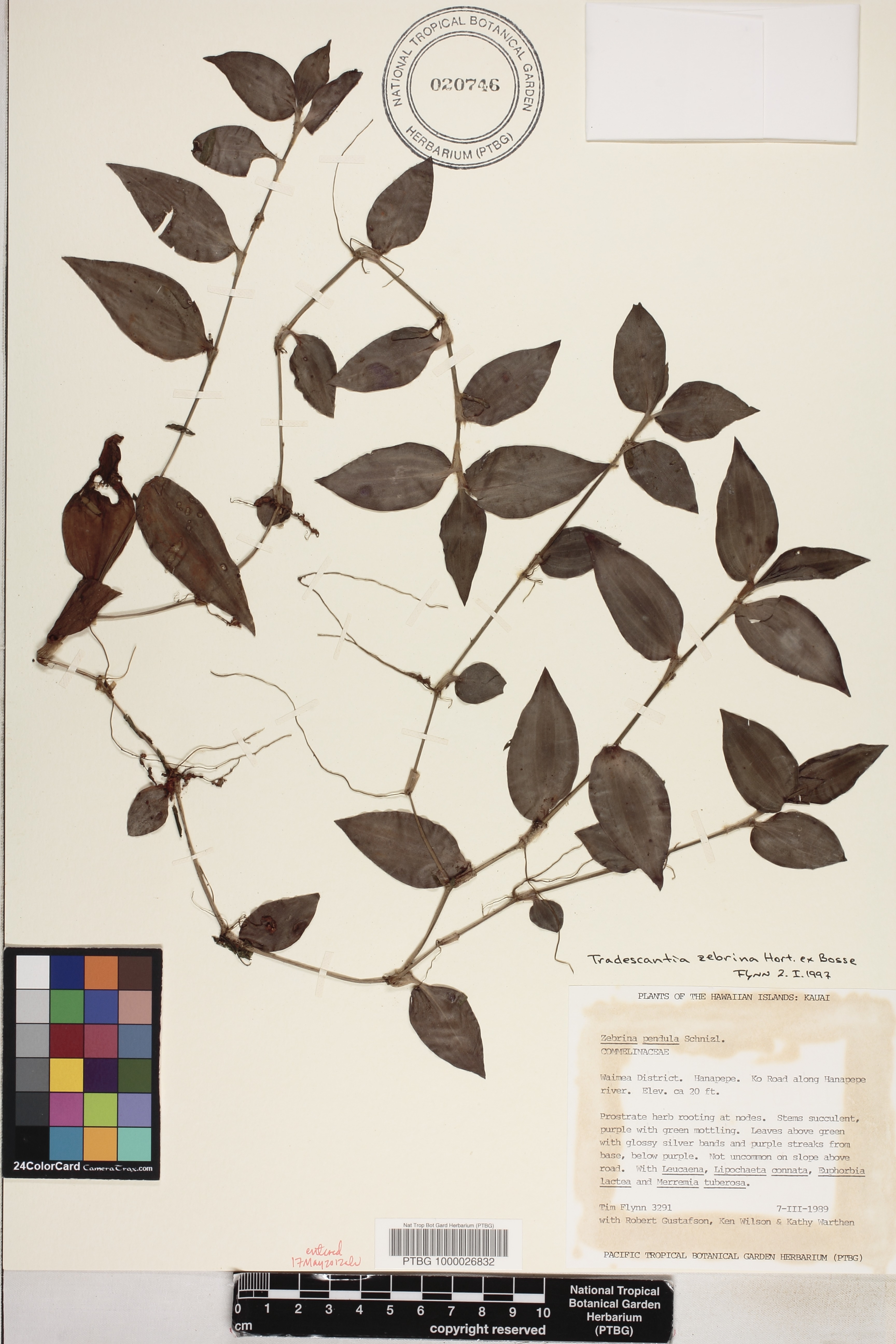 Tradescantia zebrina image