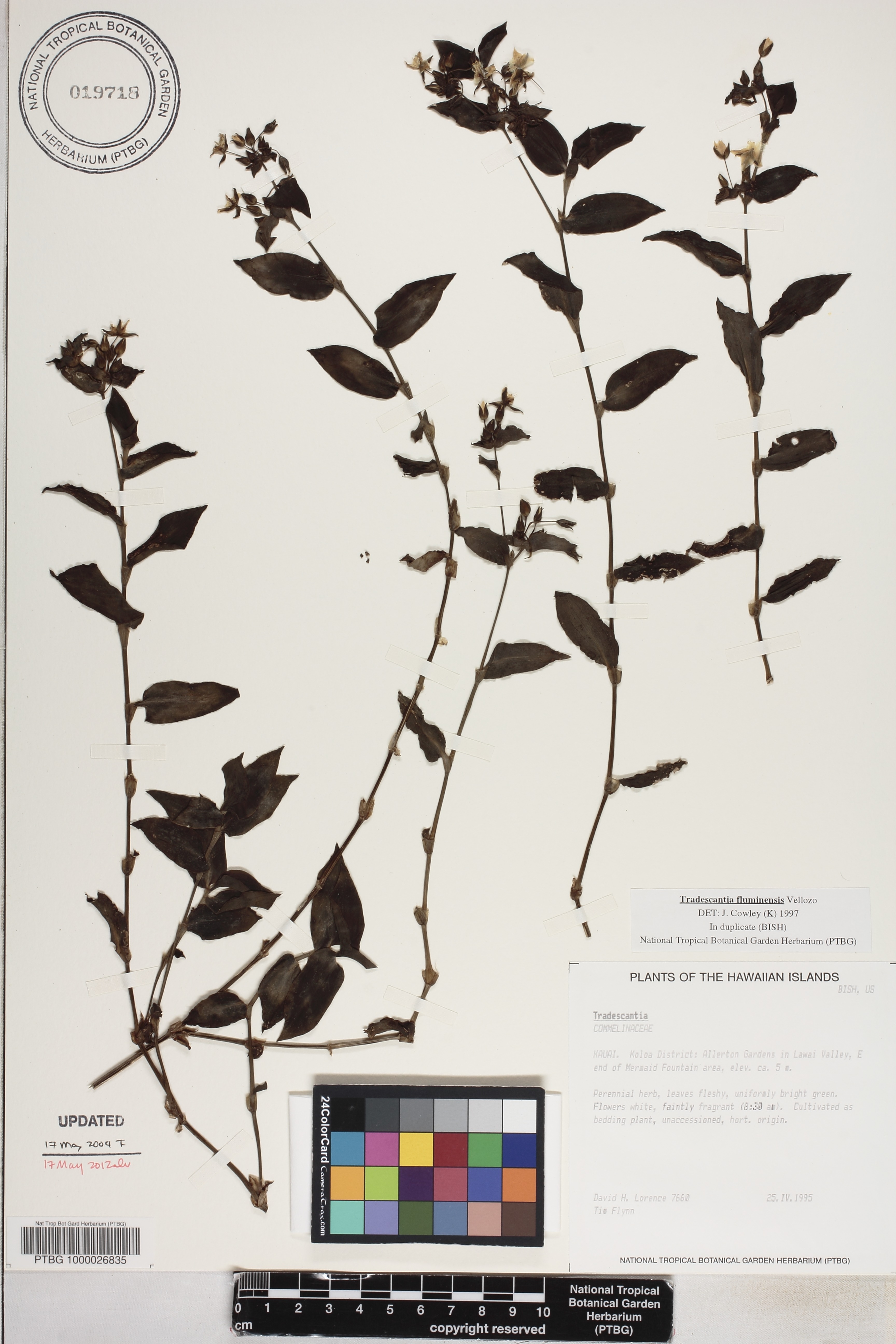 Tradescantia fluminensis image