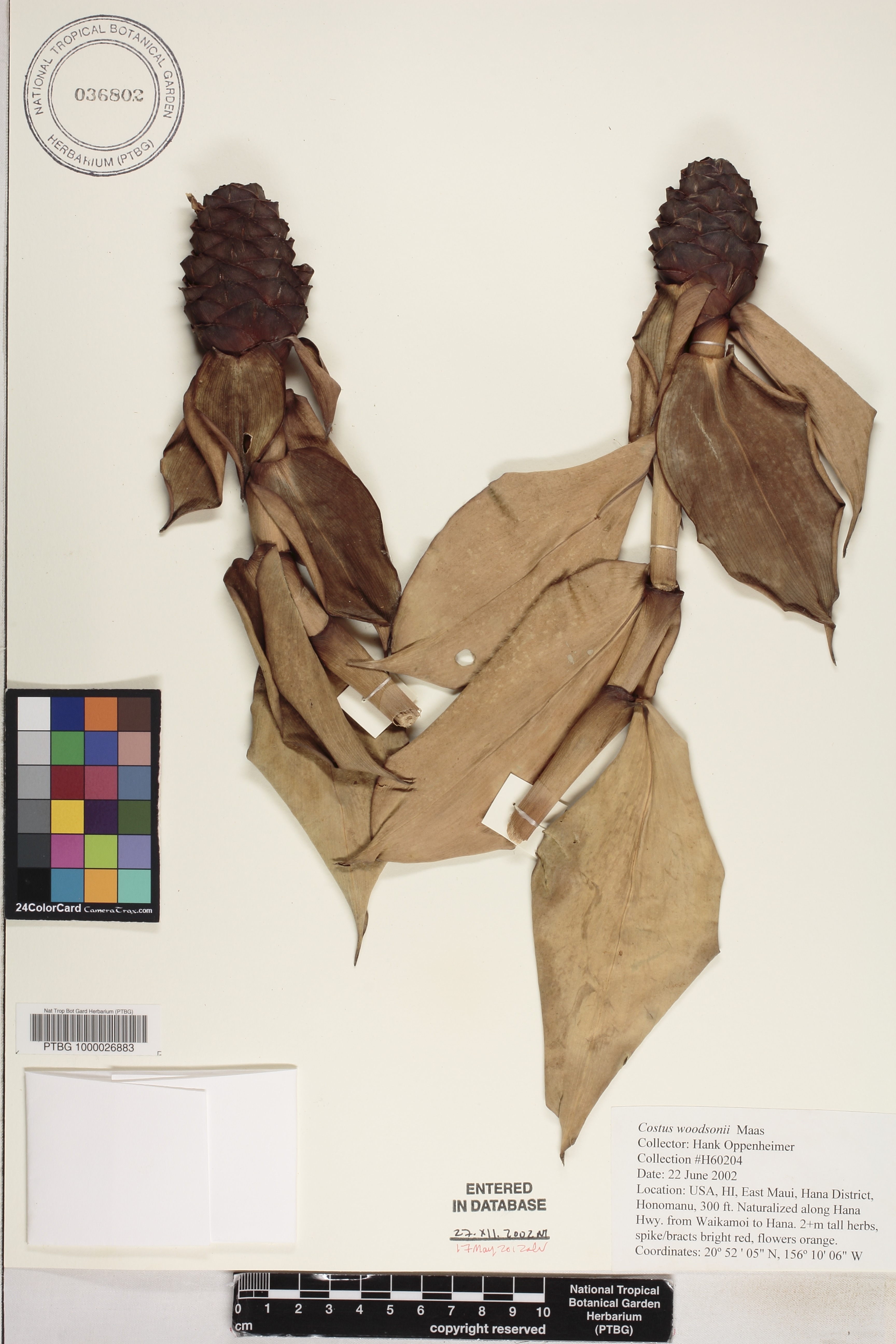 Costus woodsonii image